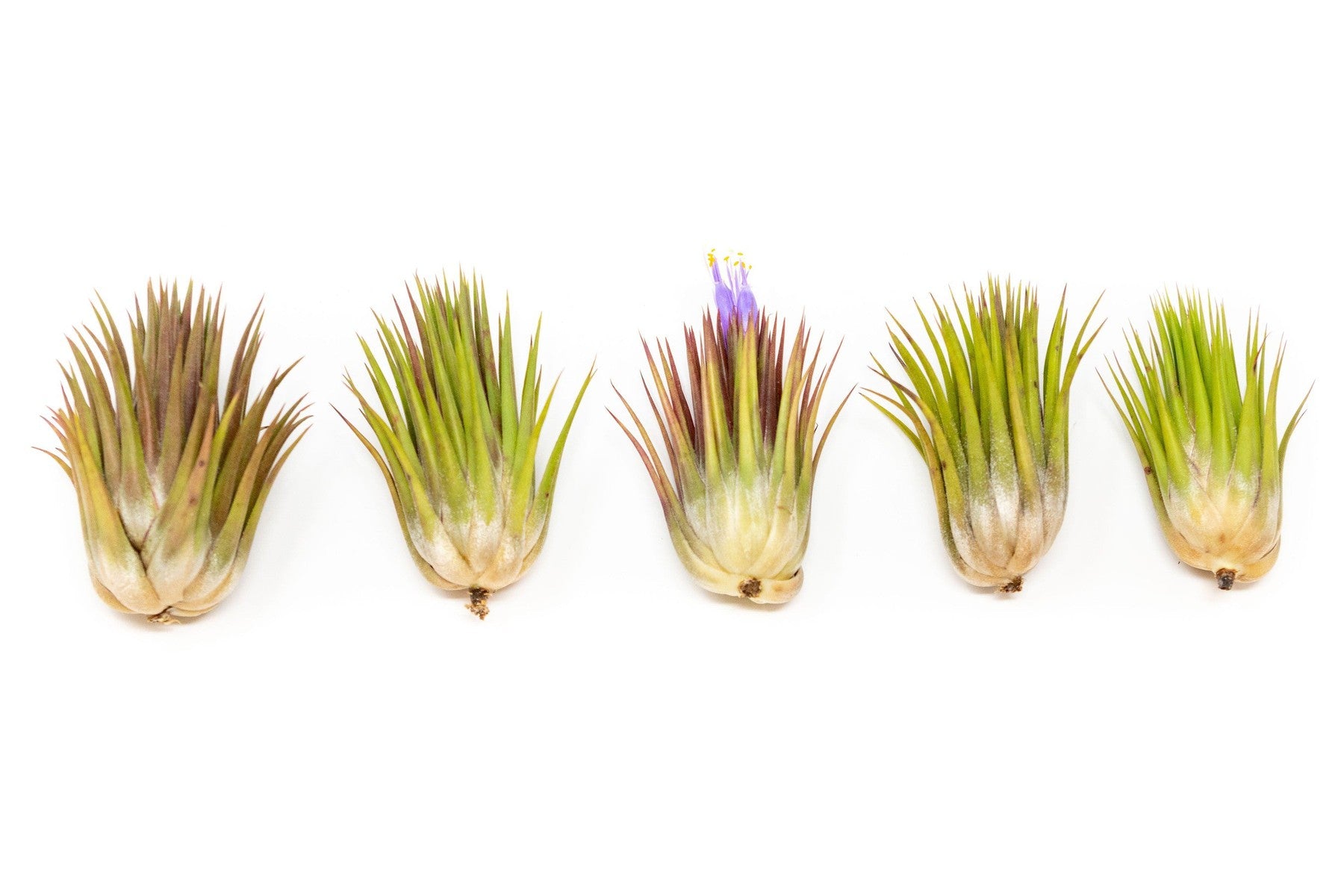 SALE - Tillandsia Ionantha Guatemala "Macho" Air Plants - Set of 5 or 10 - 30% Off-airplant-The Succulent Source