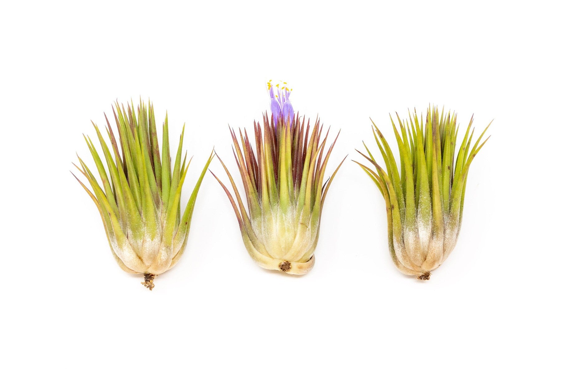 SALE - Tillandsia Ionantha Guatemala "Macho" Air Plants - Set of 5 or 10 - 30% Off-airplant-The Succulent Source