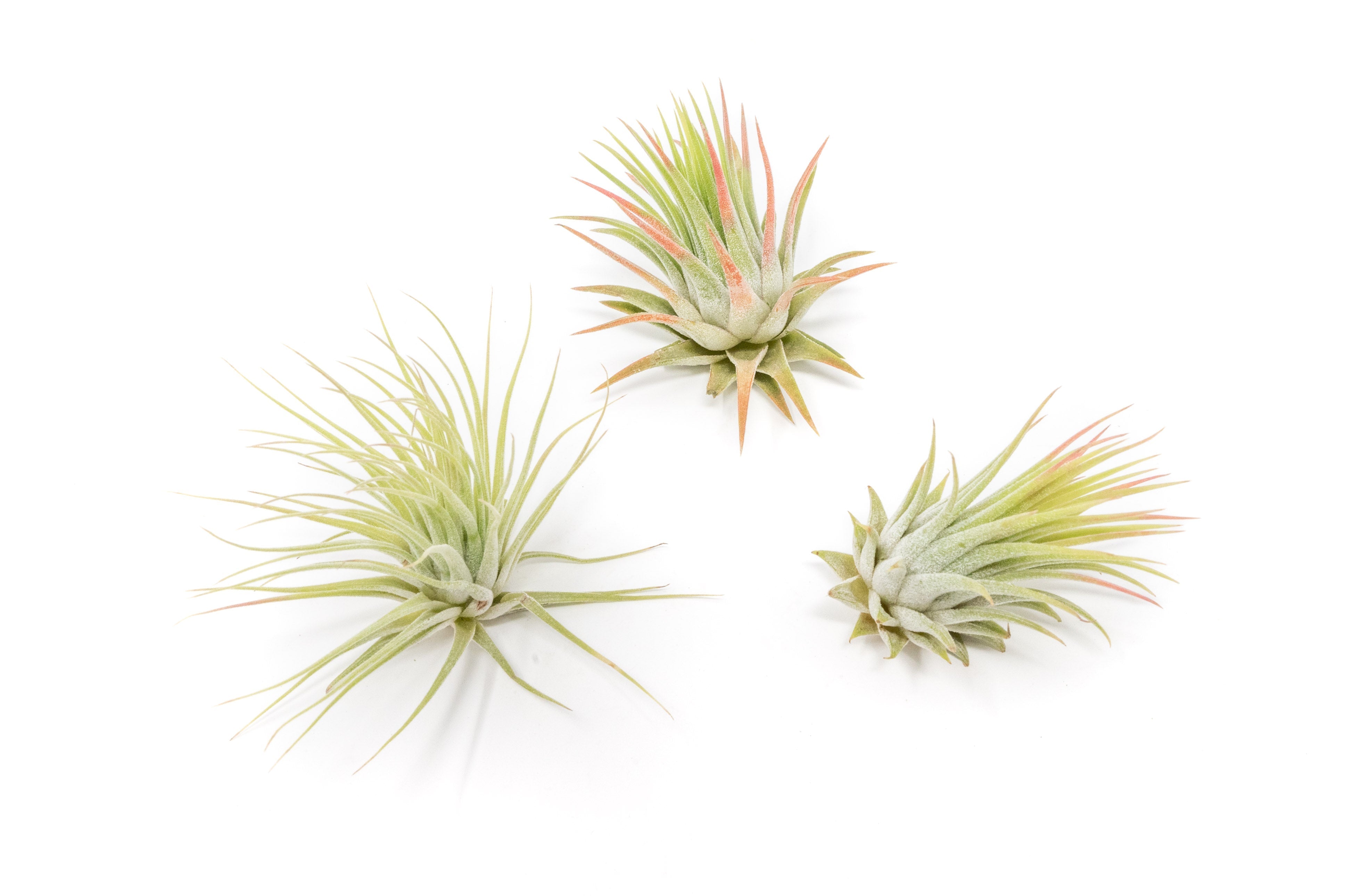 SALE - Tillandsia Ionantha Rubra Air Plants - Set of 10 or 20 - 40% Off-airplant-The Succulent Source