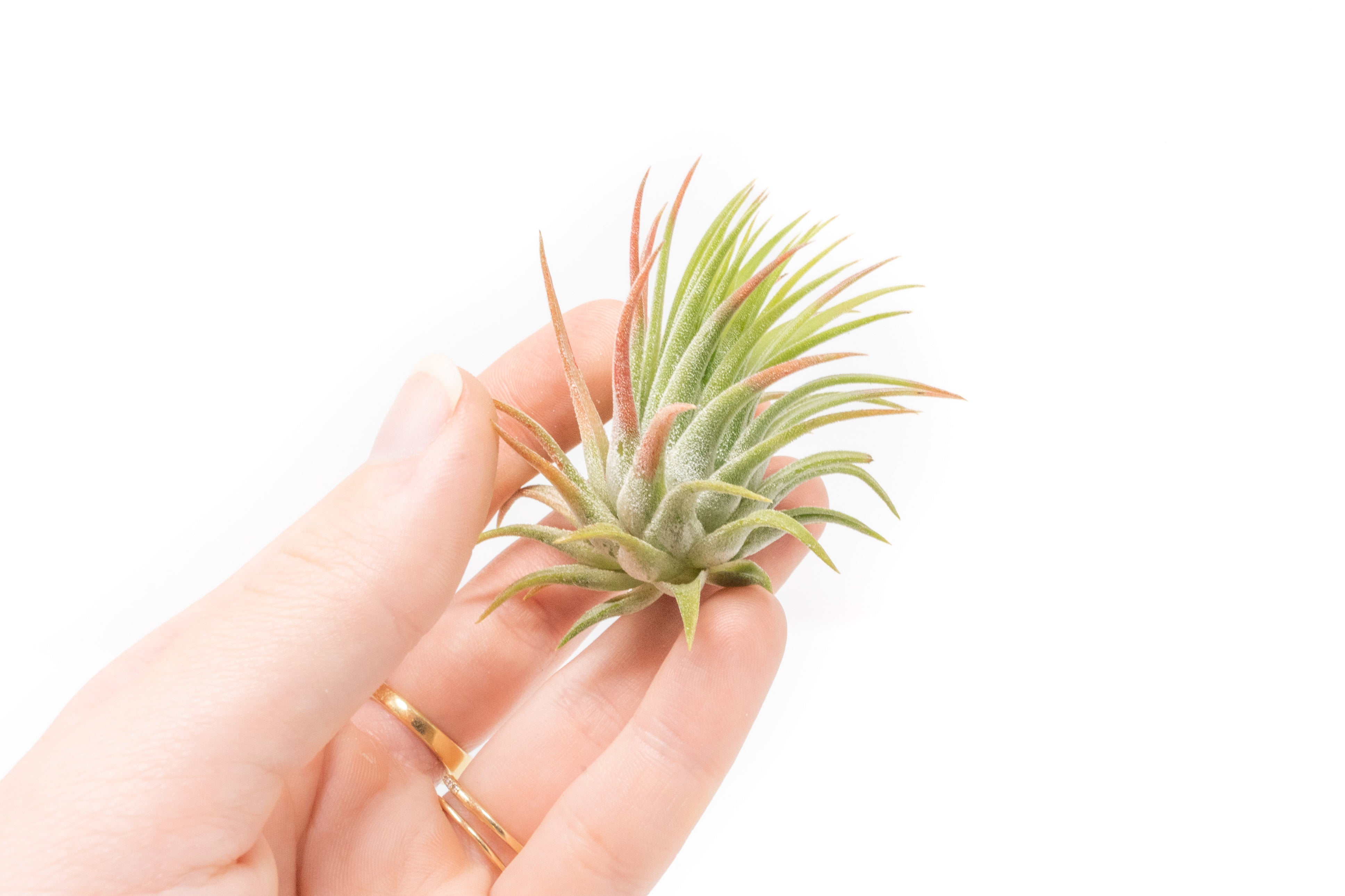 SALE - Tillandsia Ionantha Rubra Air Plants - Set of 10 or 20 - 40% Off-airplant-The Succulent Source