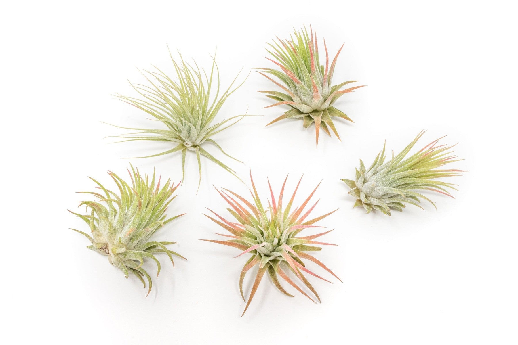 SALE - Tillandsia Ionantha Rubra Air Plants - Set of 10 or 20 - 40% Off-airplant-The Succulent Source