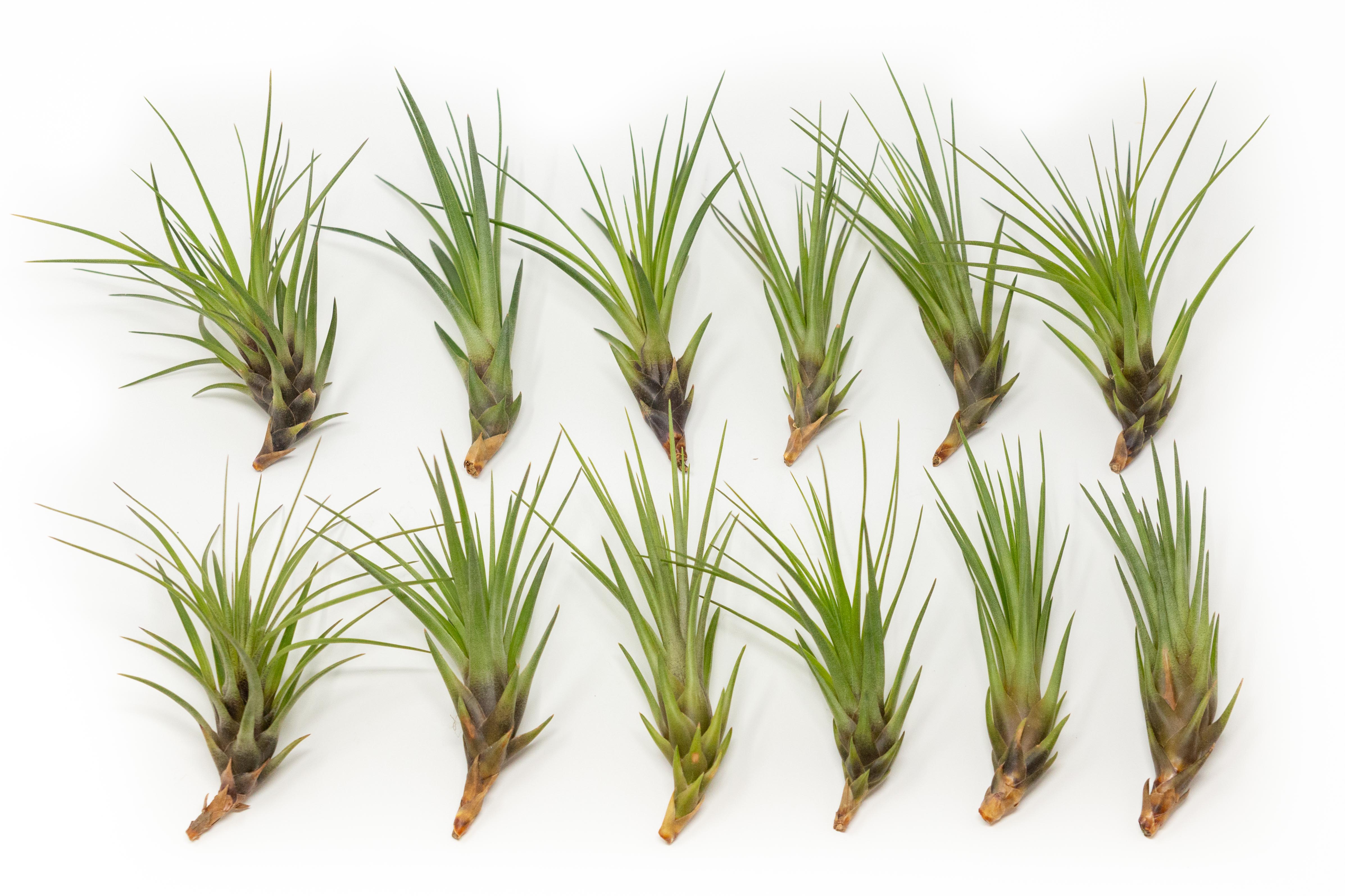 SALE - Tillandsia Melanocrater Tricolor Air Plants - Set of 10, 20 or 30 - 70% Off-airplant-The Succulent Source