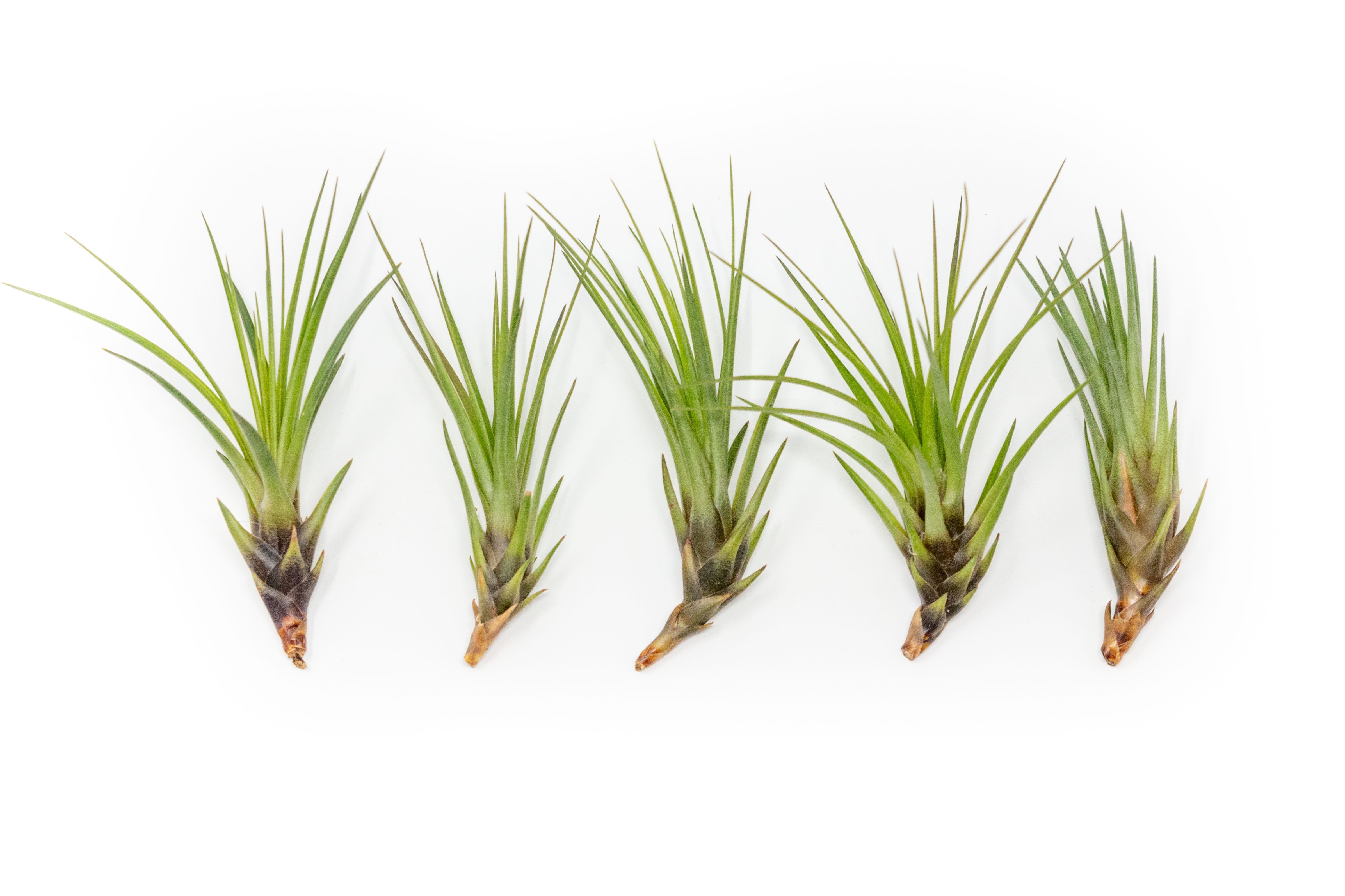 SALE - Tillandsia Melanocrater Tricolor Air Plants - Set of 10, 20 or 30 - 70% Off-airplant-The Succulent Source