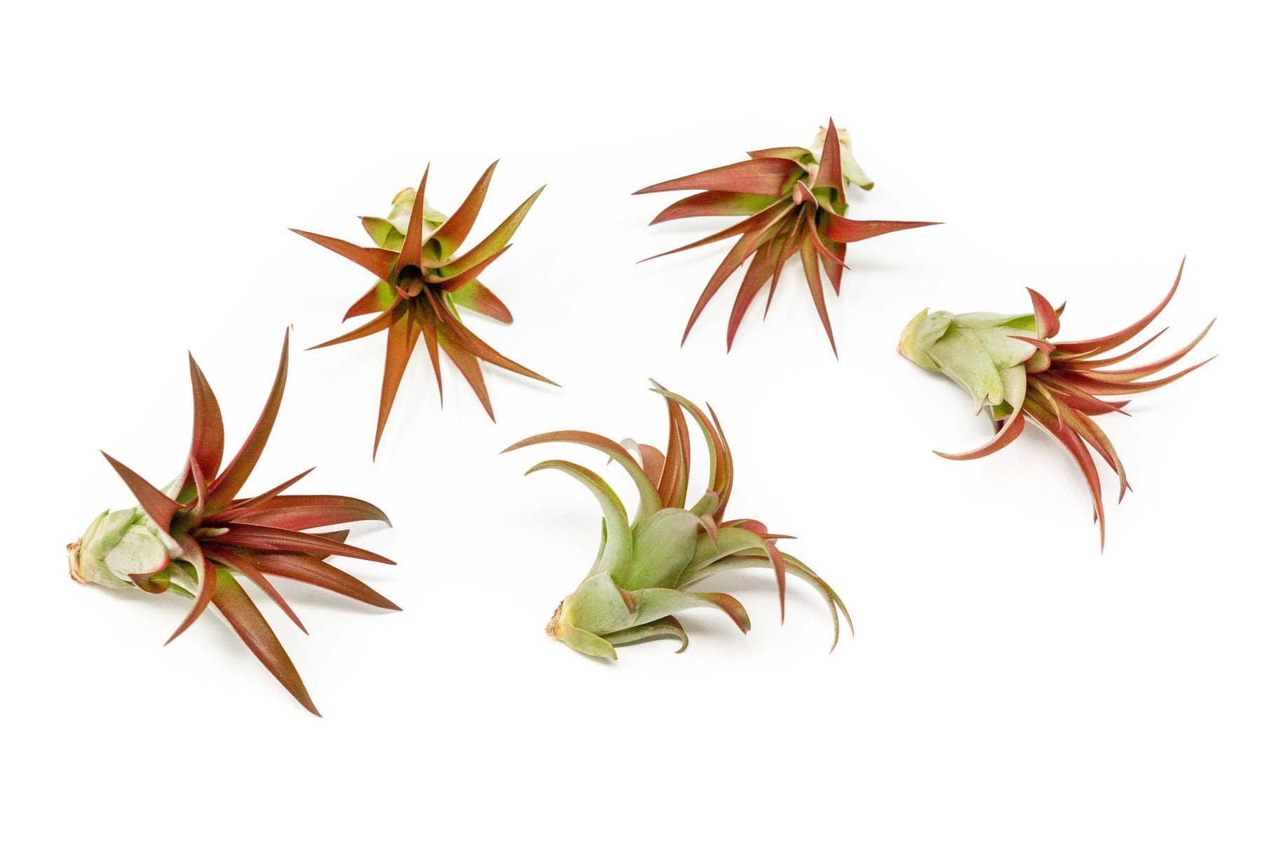 SALE - Tillandsia Red Abdita Air Plants - Set of 10 or 20 - 50% Off-airplant-The Succulent Source