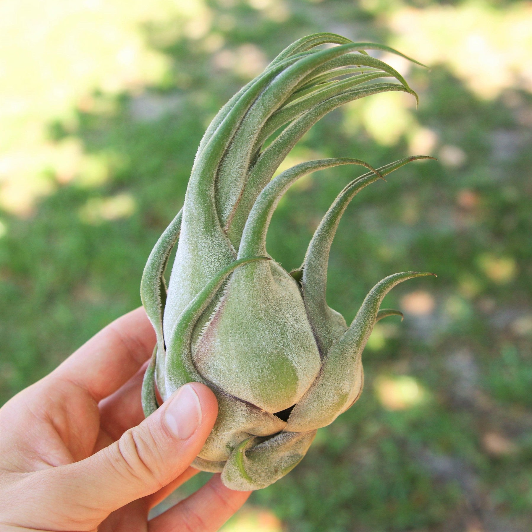 SALE - Tillandsia Seleriana Air Plants - Set of 5 or 10 - 50% Off-airplant-The Succulent Source