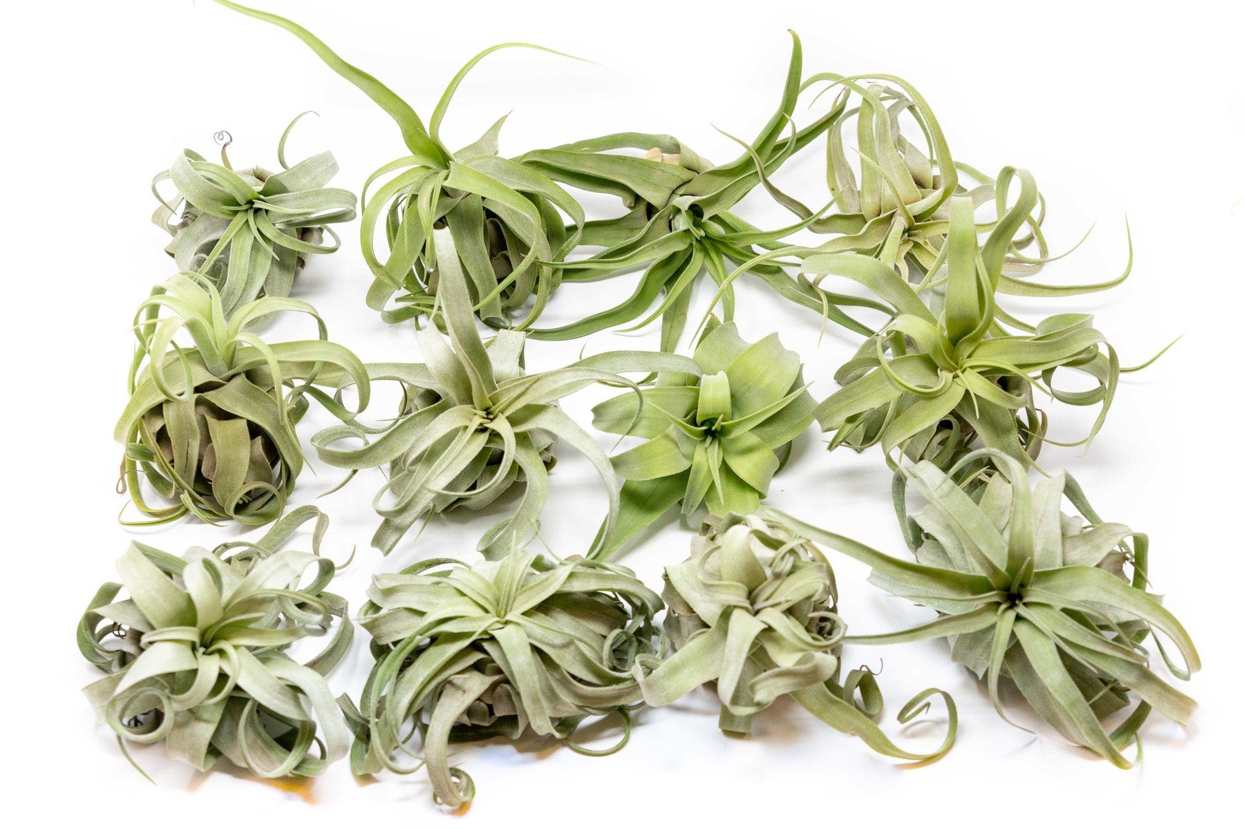 SALE - Tillandsia Streptophylla Air Plants - Set of 3 or 6 - 30% Off-airplant-The Succulent Source