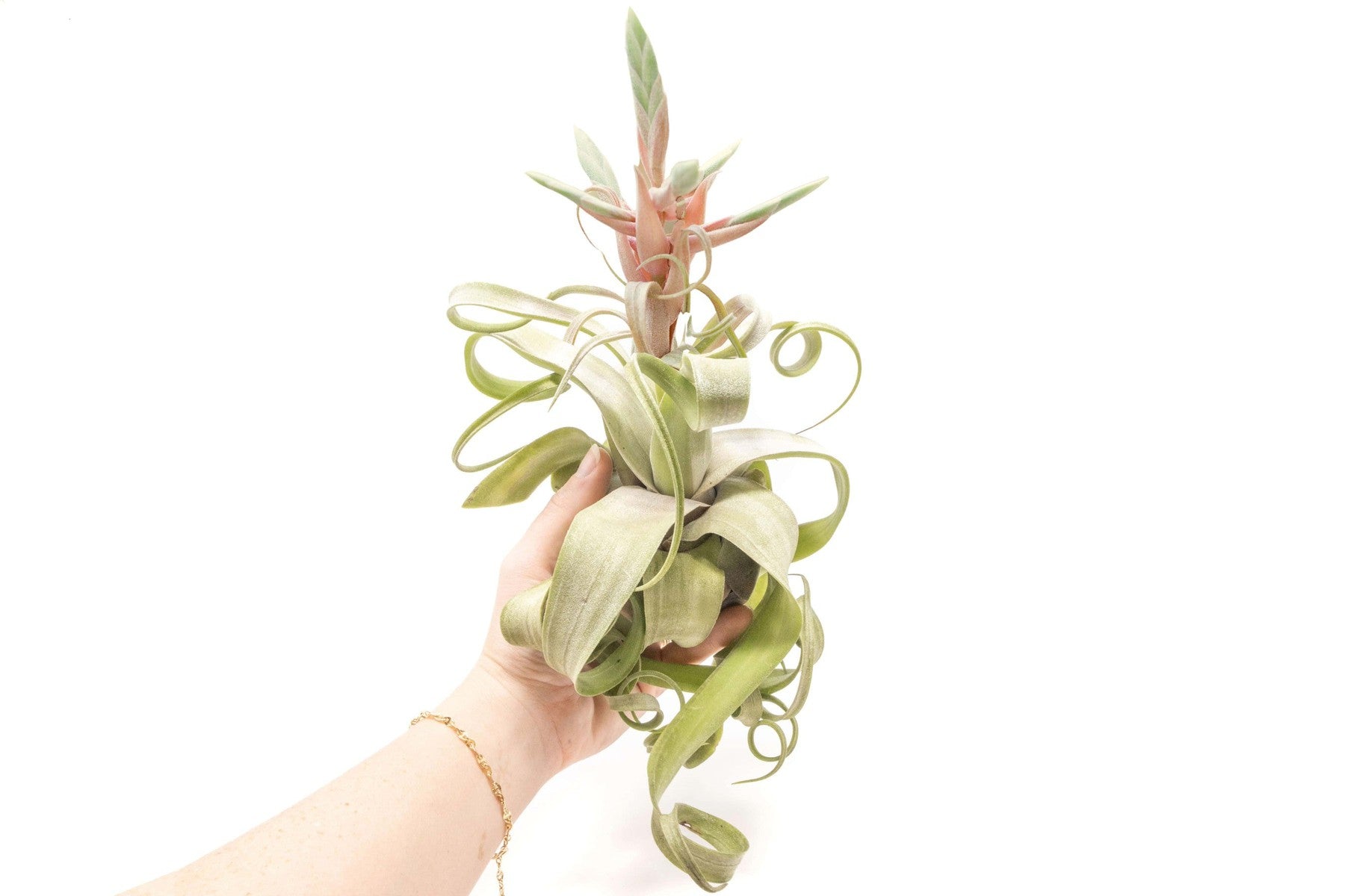 SALE - Tillandsia Streptophylla Air Plants - Set of 3 or 6 - 30% Off-airplant-The Succulent Source