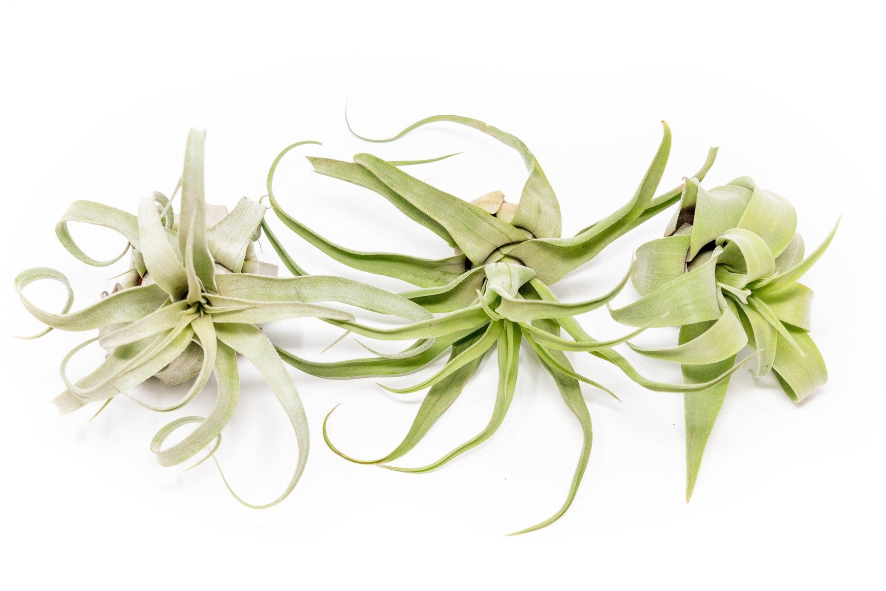 SALE - Tillandsia Streptophylla Air Plants - Set of 3 or 6 - 30% Off-airplant-The Succulent Source