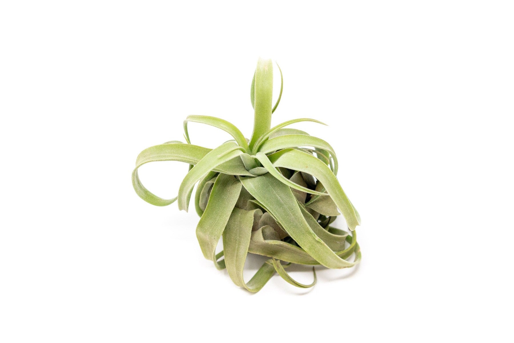 SALE - Tillandsia Streptophylla Air Plants - Set of 3 or 6 - 30% Off-airplant-The Succulent Source