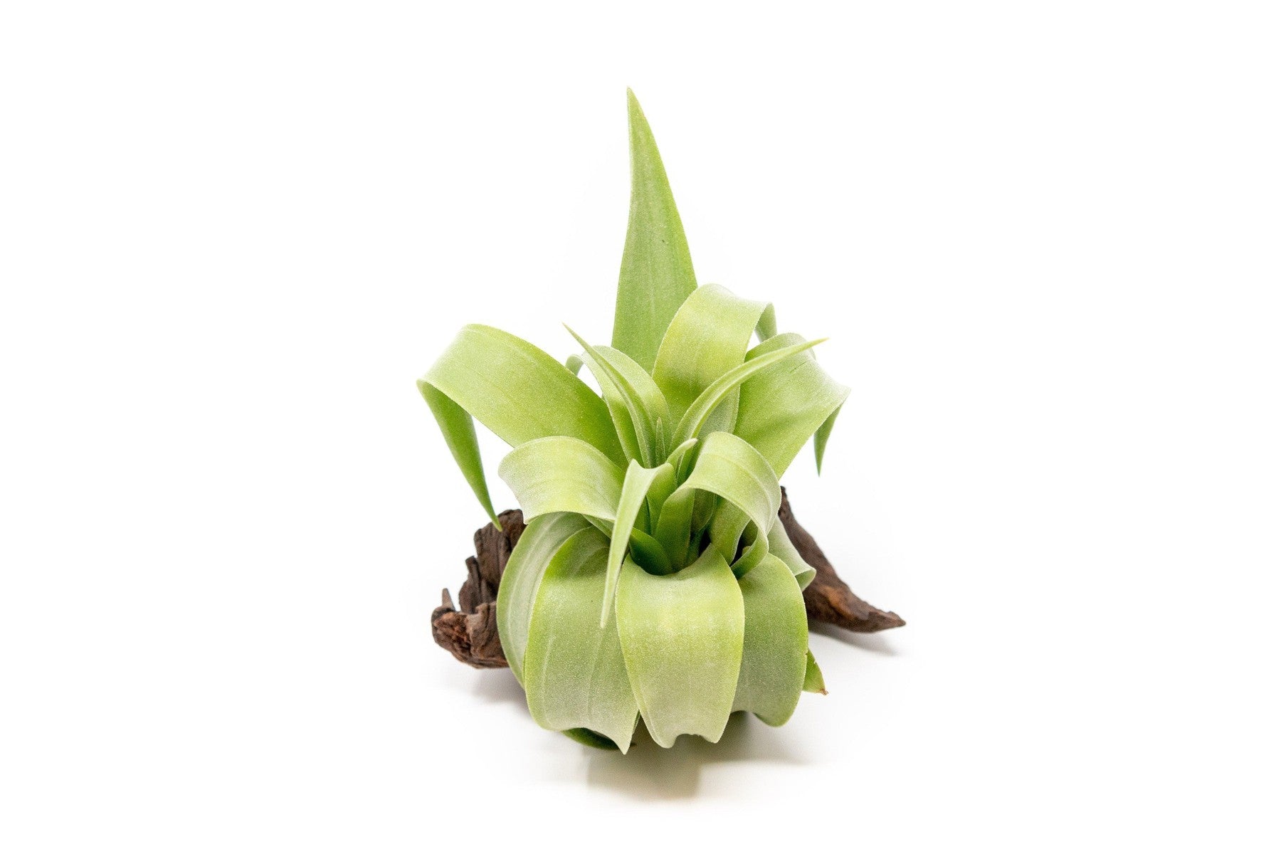 SALE - Tillandsia Streptophylla Air Plants - Set of 3 or 6 - 30% Off-airplant-The Succulent Source
