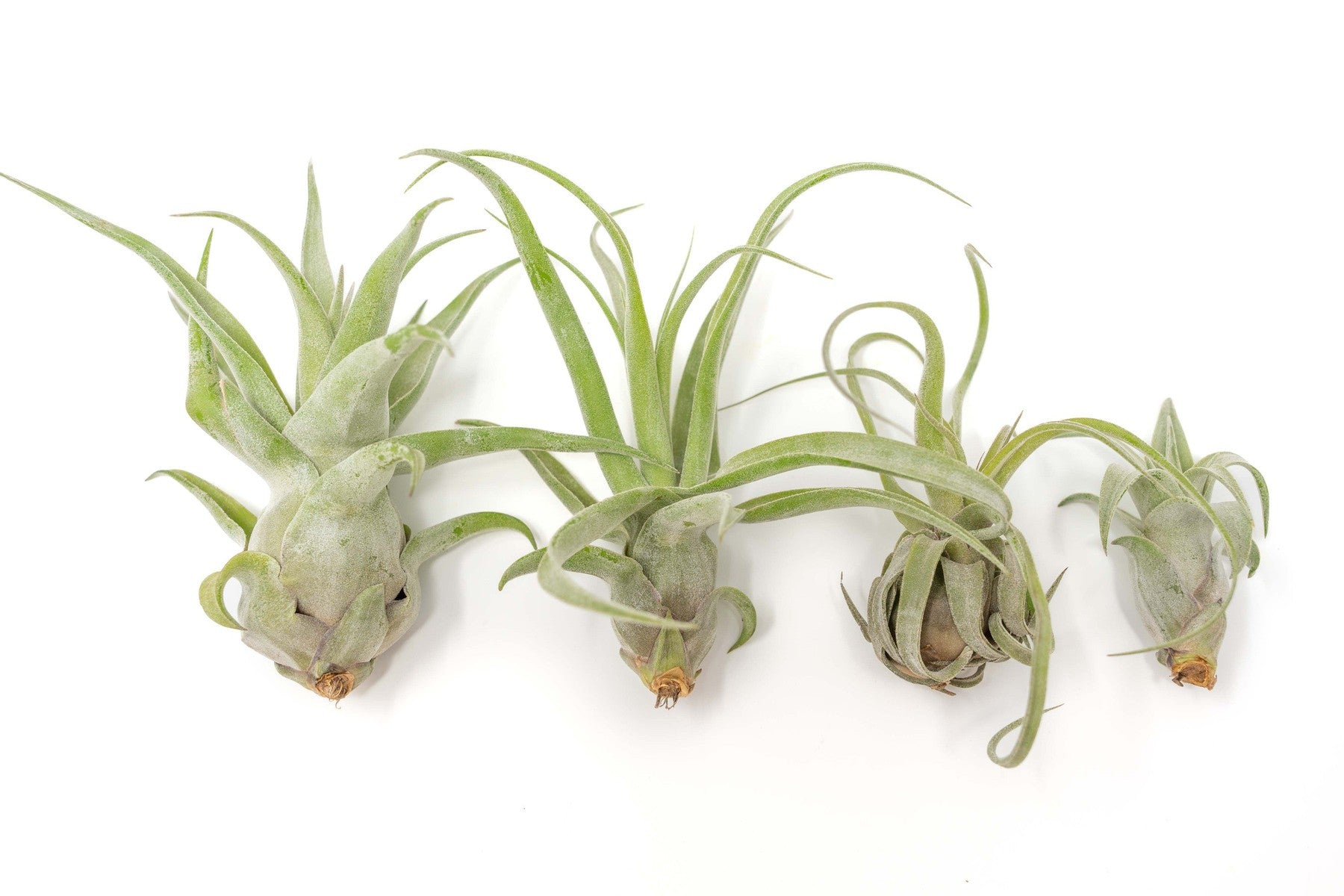 SALE - Tillandsia Streptophylla Air Plants - Set of 3 or 6 - 30% Off-airplant-The Succulent Source