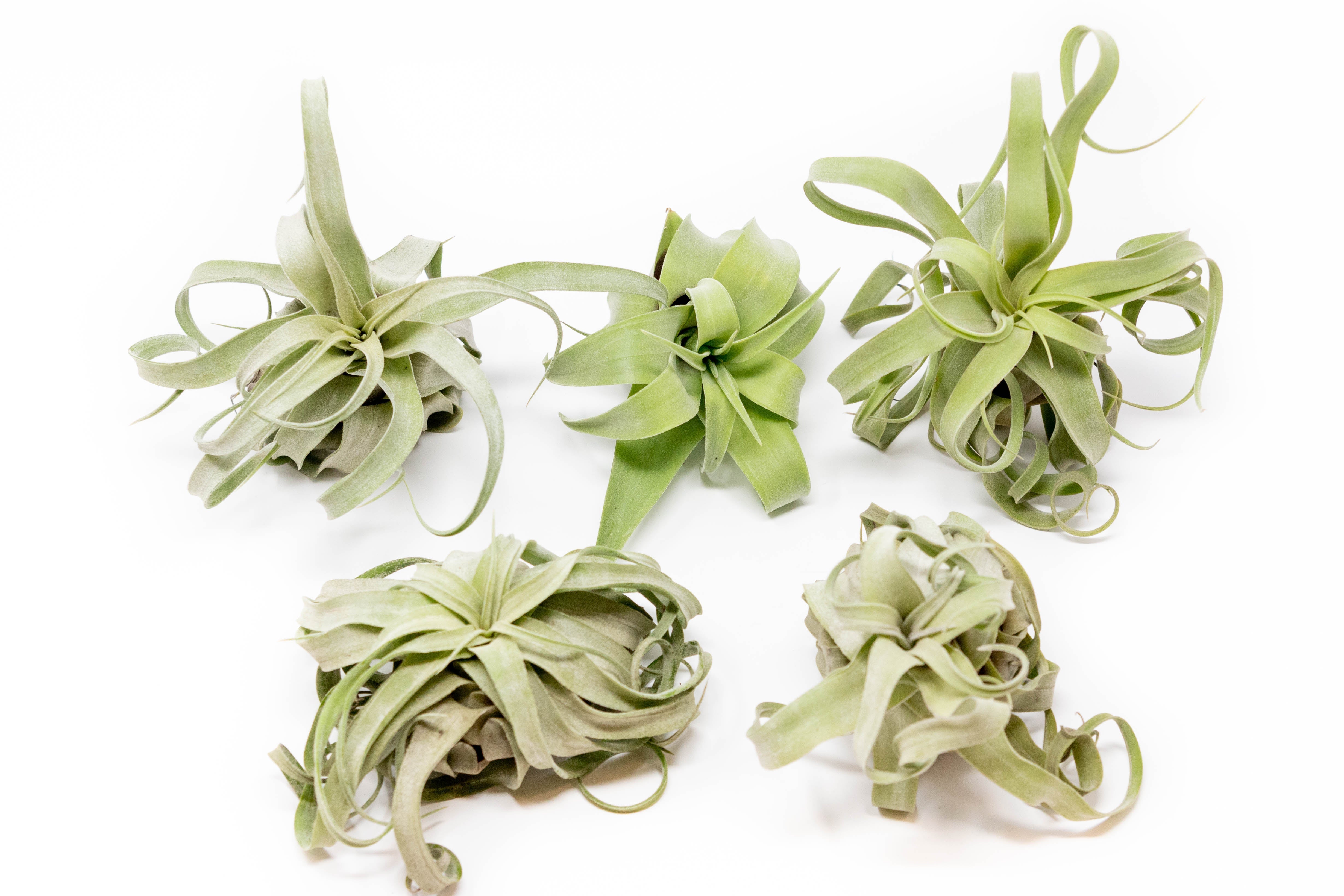 SALE - Tillandsia Streptophylla Air Plants - Set of 3 or 6 - 30% Off-airplant-The Succulent Source