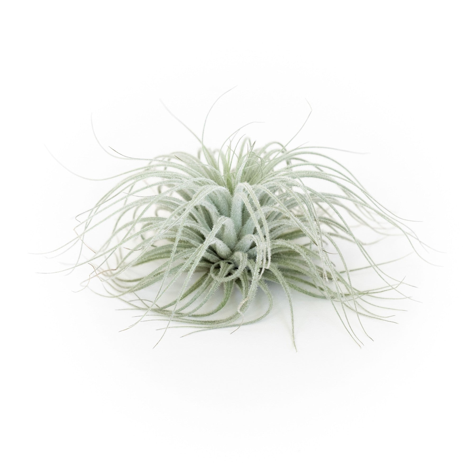 SALE - Tillandsia Tectorum Ecuador Air Plants - Set of 3, 6 or 9 - 25% Off-airplant-The Succulent Source