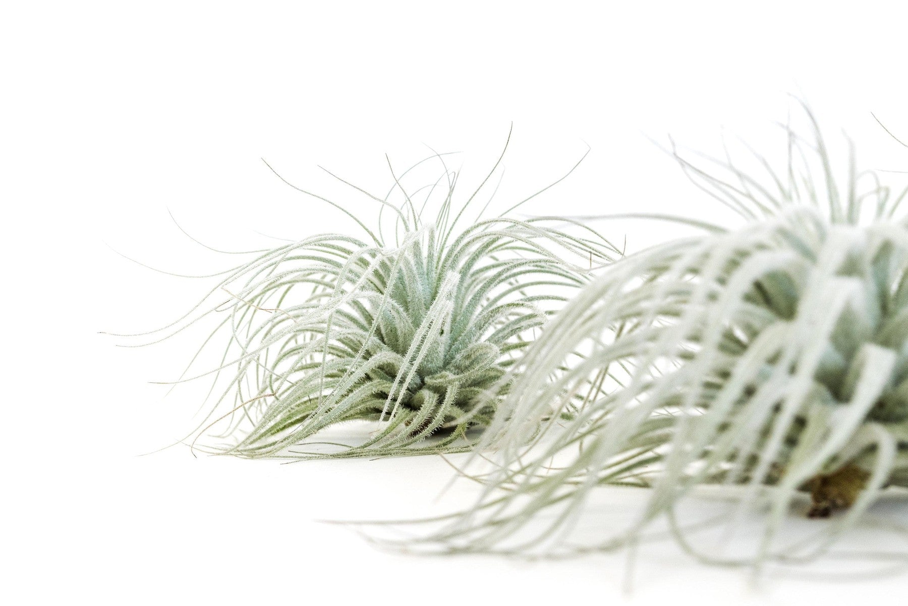 SALE - Tillandsia Tectorum Ecuador Air Plants - Set of 3, 6 or 9 - 25% Off-airplant-The Succulent Source