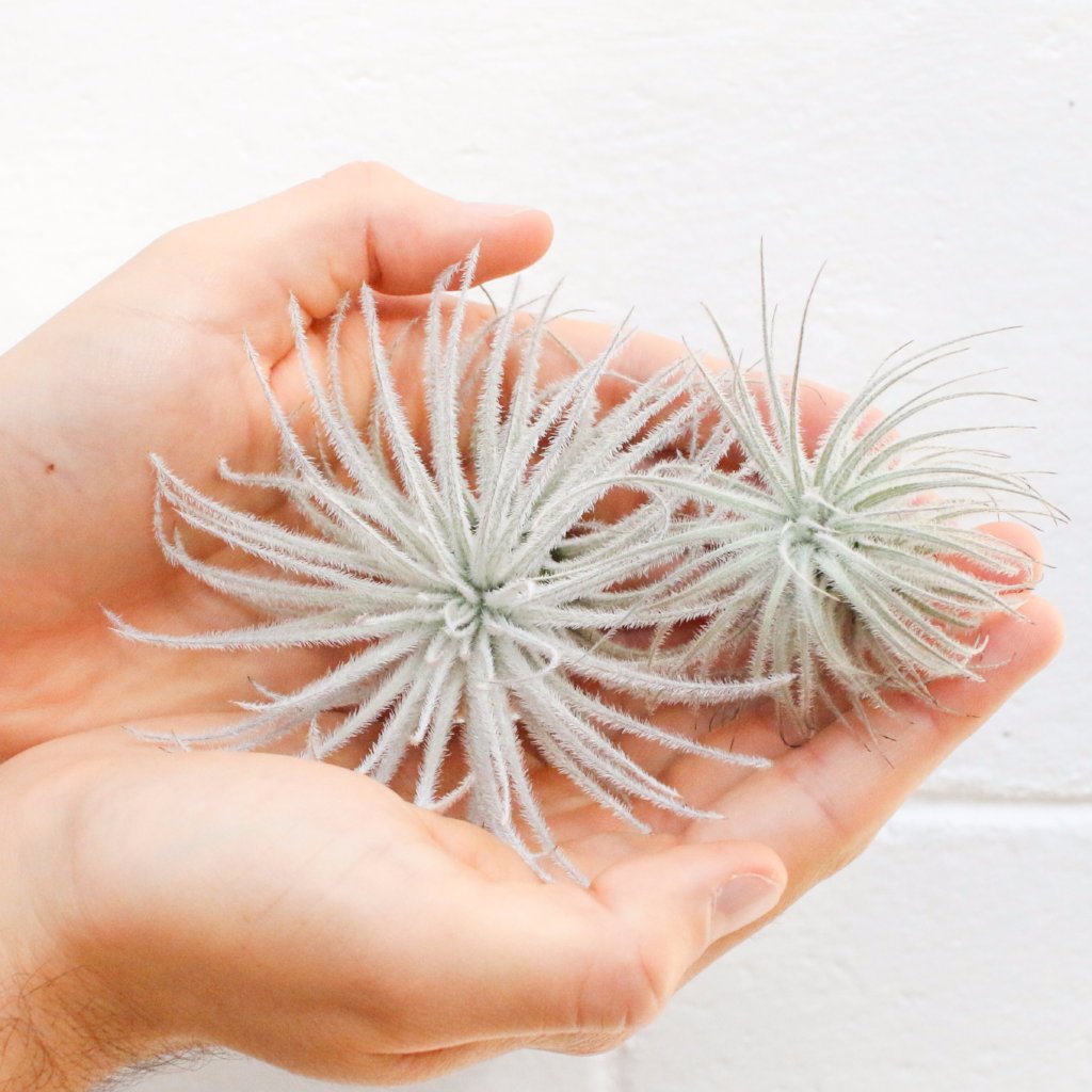 SALE - Tillandsia Tectorum Ecuador Air Plants - Set of 3, 6 or 9 - 25% Off-airplant-The Succulent Source