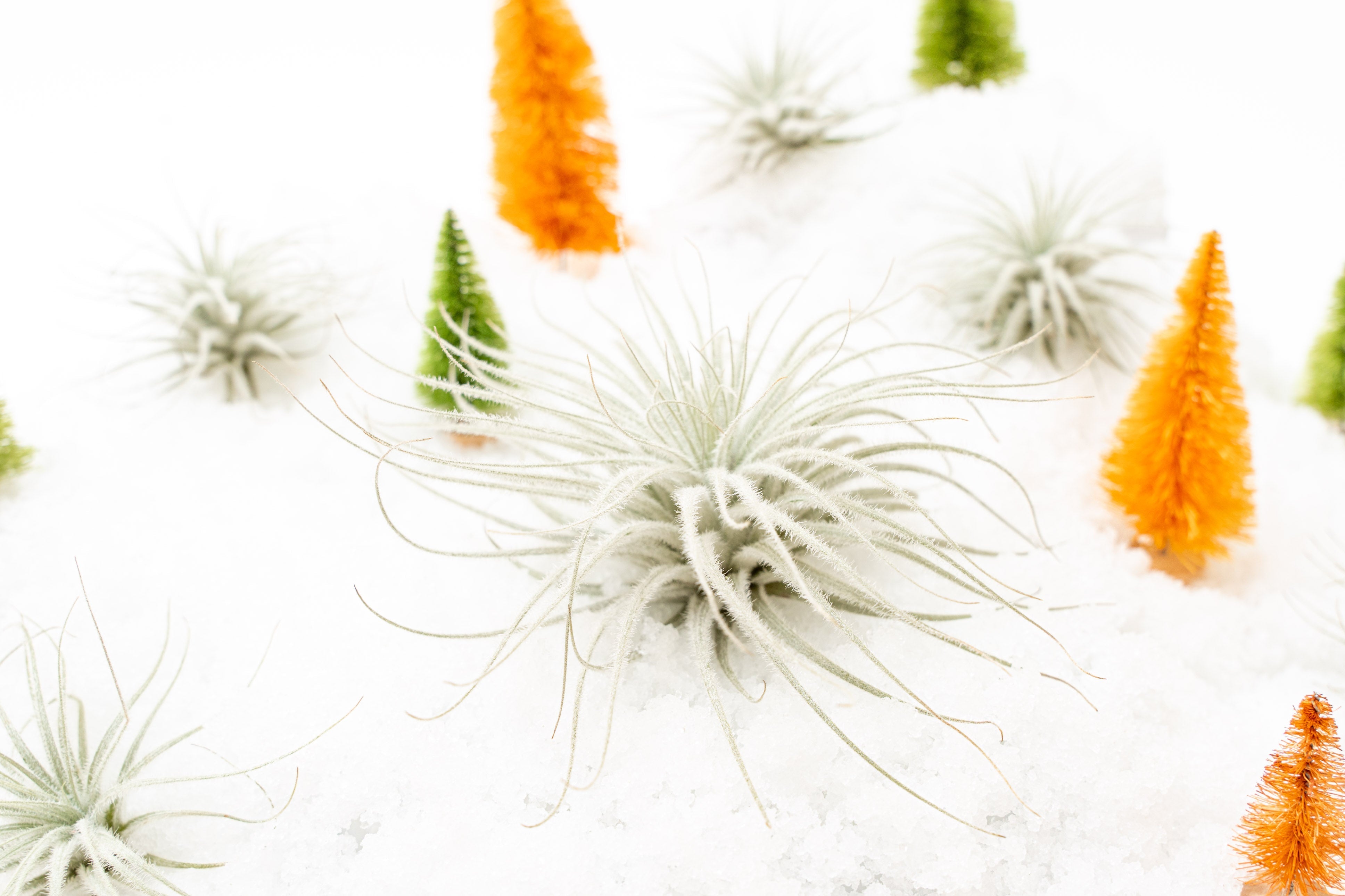 SALE - Tillandsia Tectorum Ecuador Air Plants - Set of 3, 6 or 9 - 25% Off-airplant-The Succulent Source