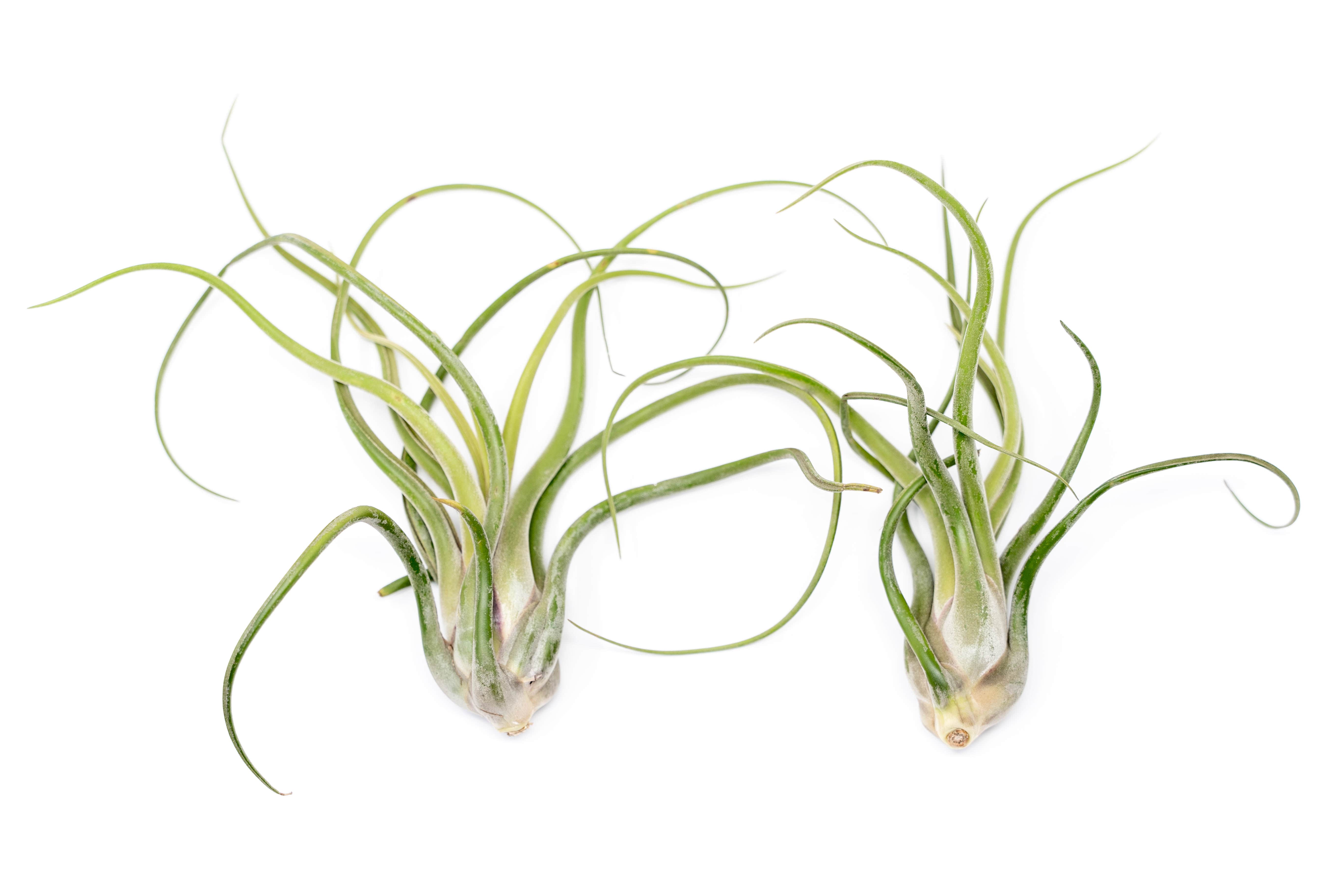 SALE - XL Tillandsia Caput Medusae - Set of 5 or 10 Air Plants - 50% Off-airplant-The Succulent Source