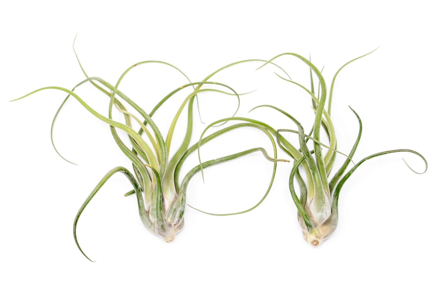 BLOOM SALE - XL Tillandsia Caput Medusae - Set of 5 or 10 Air Plants - 50% Off-airplant-The Succulent Source