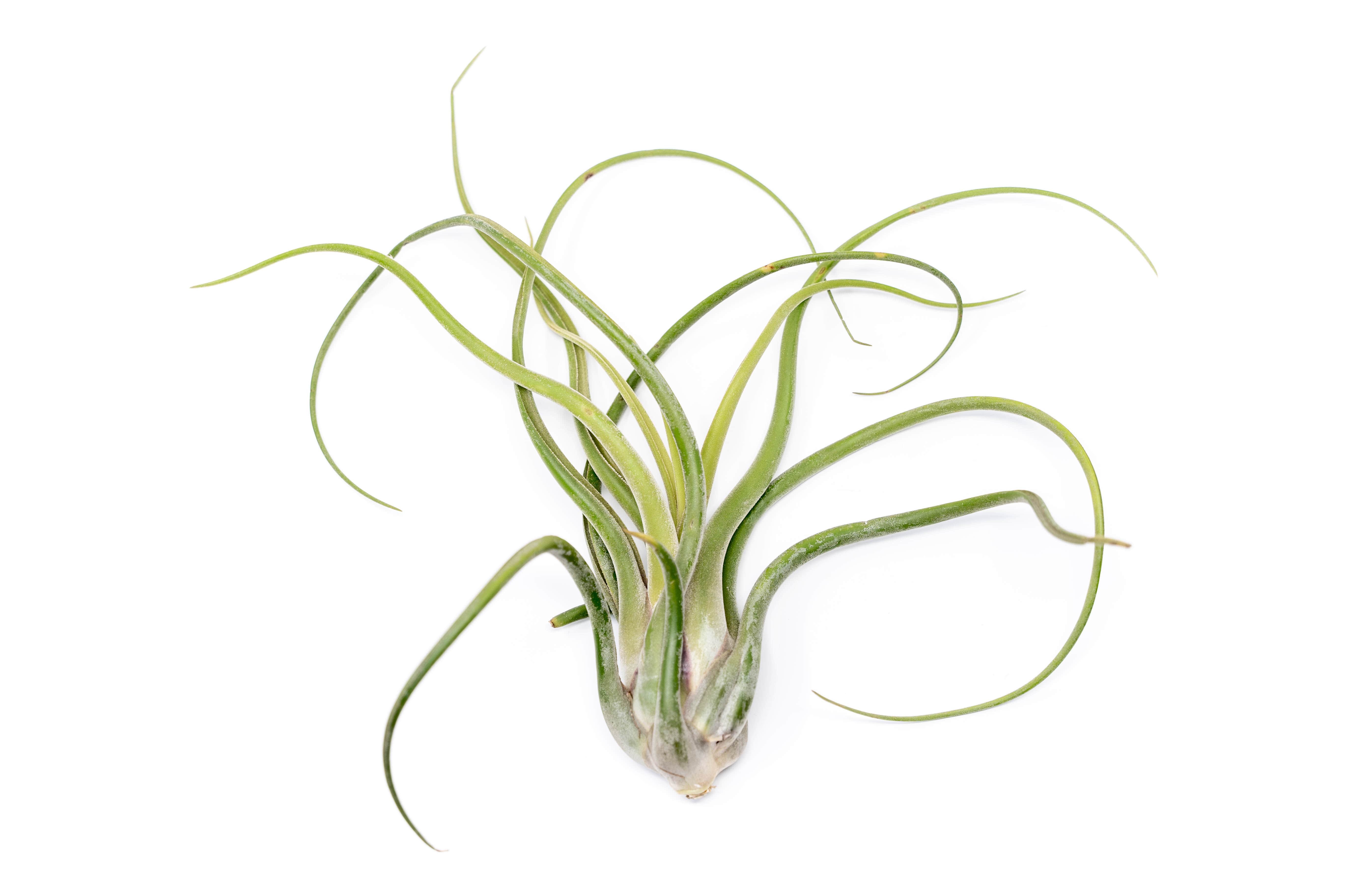 SALE - XL Tillandsia Caput Medusae - Set of 5 or 10 Air Plants - 50% Off-airplant-The Succulent Source