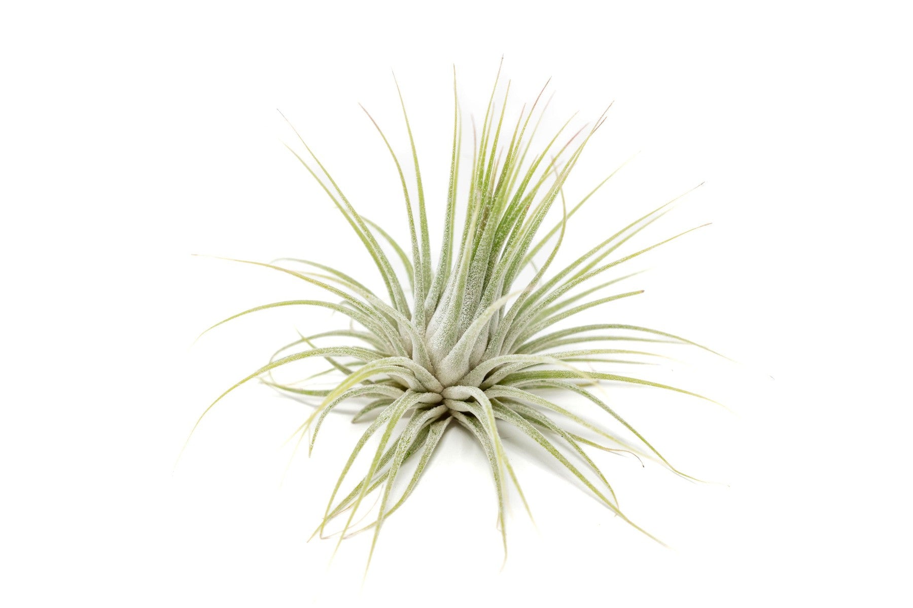 SALE - XL Tillandsia Ionantha Guatemala Air Plants - Set of 10 or 20 - 40% Off-airplant-The Succulent Source