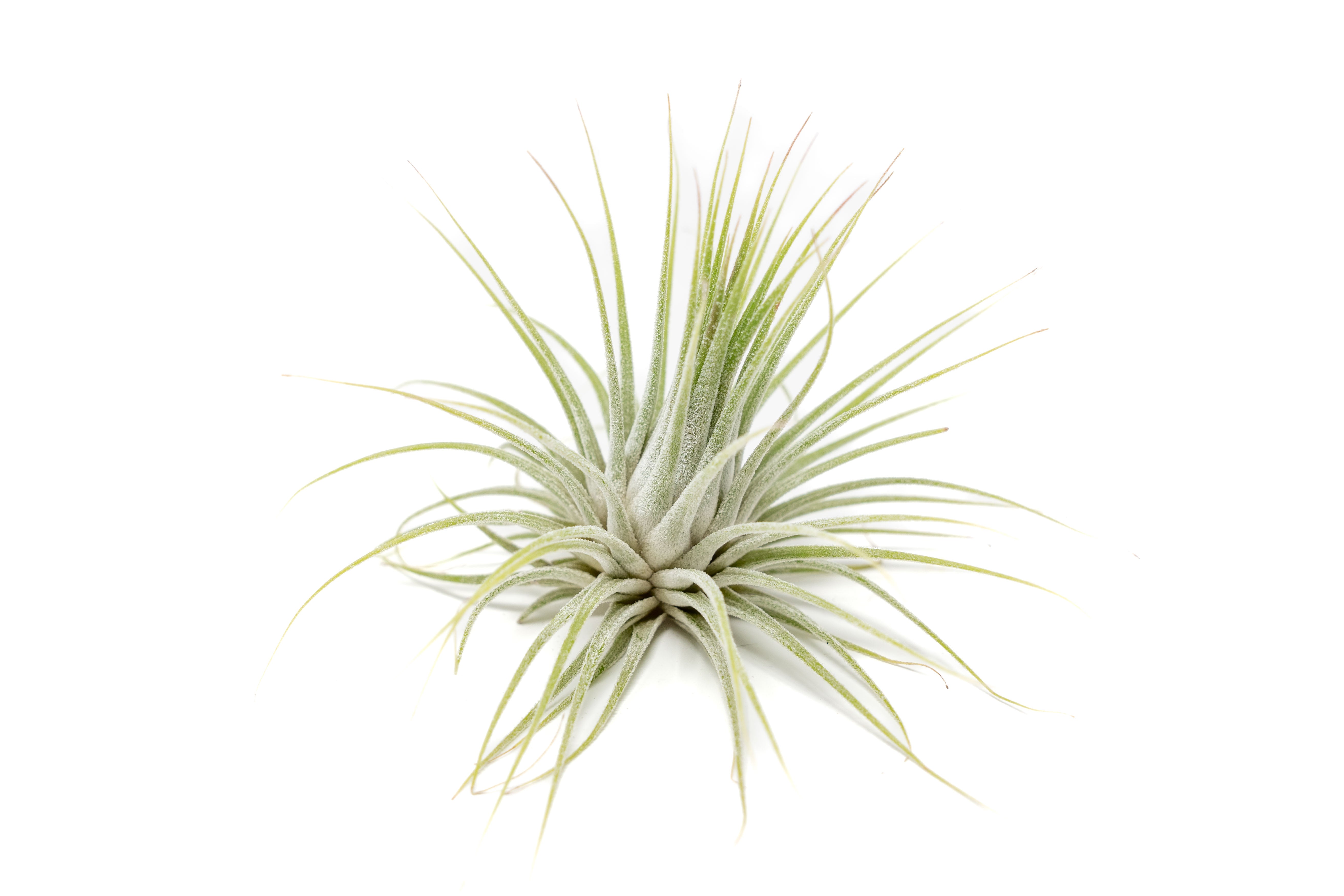 SALE - XL Tillandsia Ionantha Guatemala Air Plants - Set of 10 or 20 - 40% Off-airplant-The Succulent Source