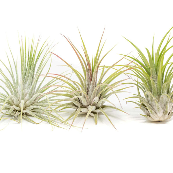 SALE - XL Tillandsia Ionantha Guatemala Air Plants - Set of 10 or 20 -