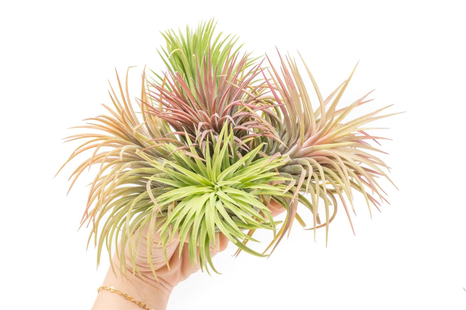 SALE - XL Tillandsia Ionantha Rubra Air Plants - Set of 10 or 20 - 40% Off-airplant-The Succulent Source