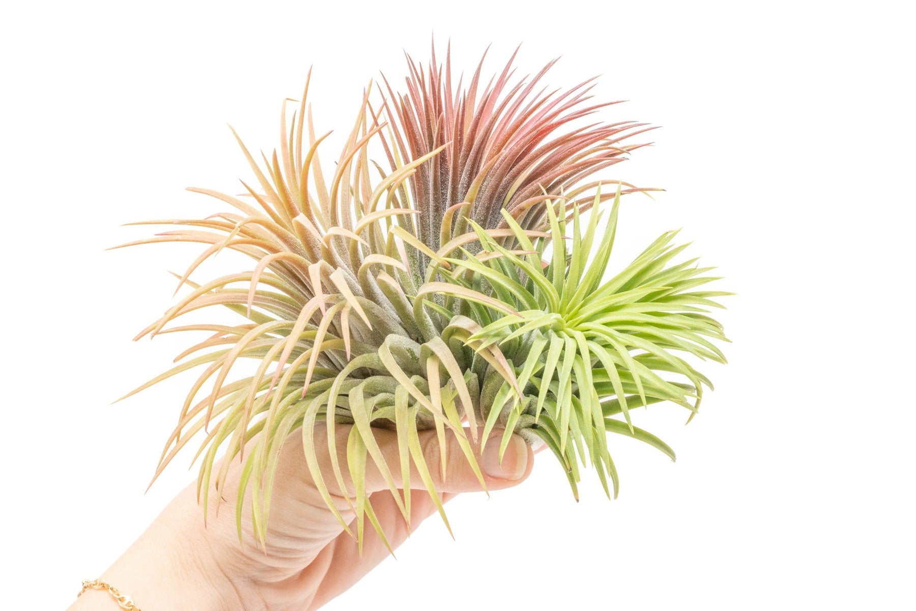 SALE - XL Tillandsia Ionantha Rubra Air Plants - Set of 10 or 20 - 40% Off-airplant-The Succulent Source