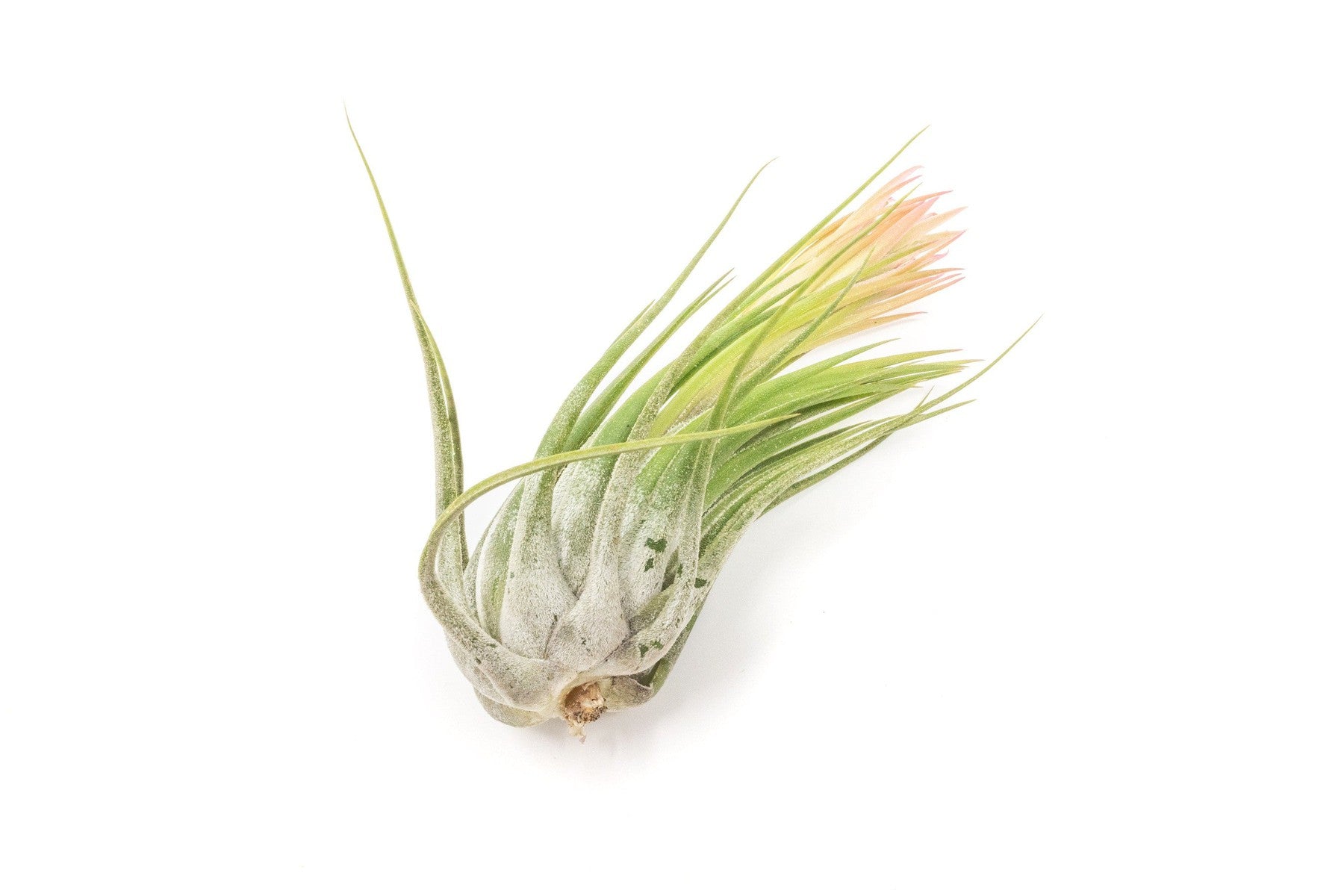 SALE - XL Tillandsia Ionantha Scaposa - Set of 5 or 10 - 30% Off-airplant-The Succulent Source