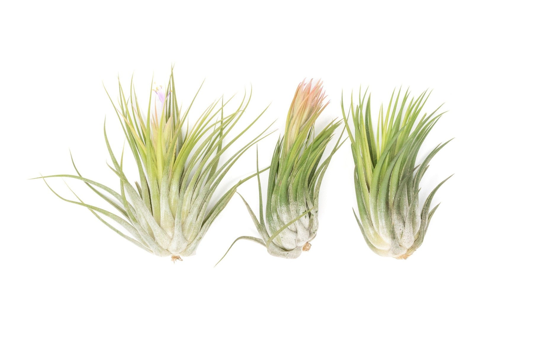 SALE - XL Tillandsia Ionantha Scaposa - Set of 5 or 10 - 30% Off-airplant-The Succulent Source