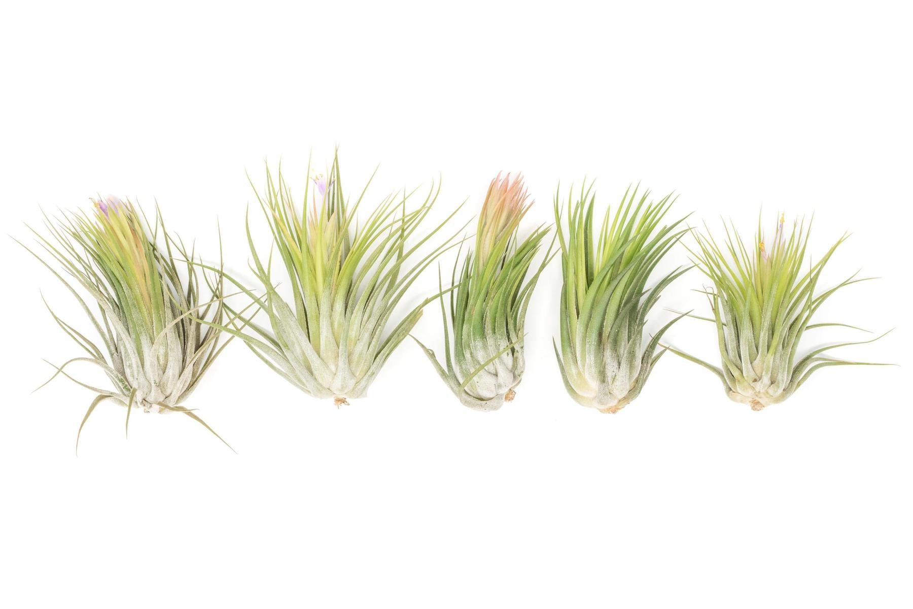 SALE - XL Tillandsia Ionantha Scaposa - Set of 5 or 10 - 30% Off-airplant-The Succulent Source