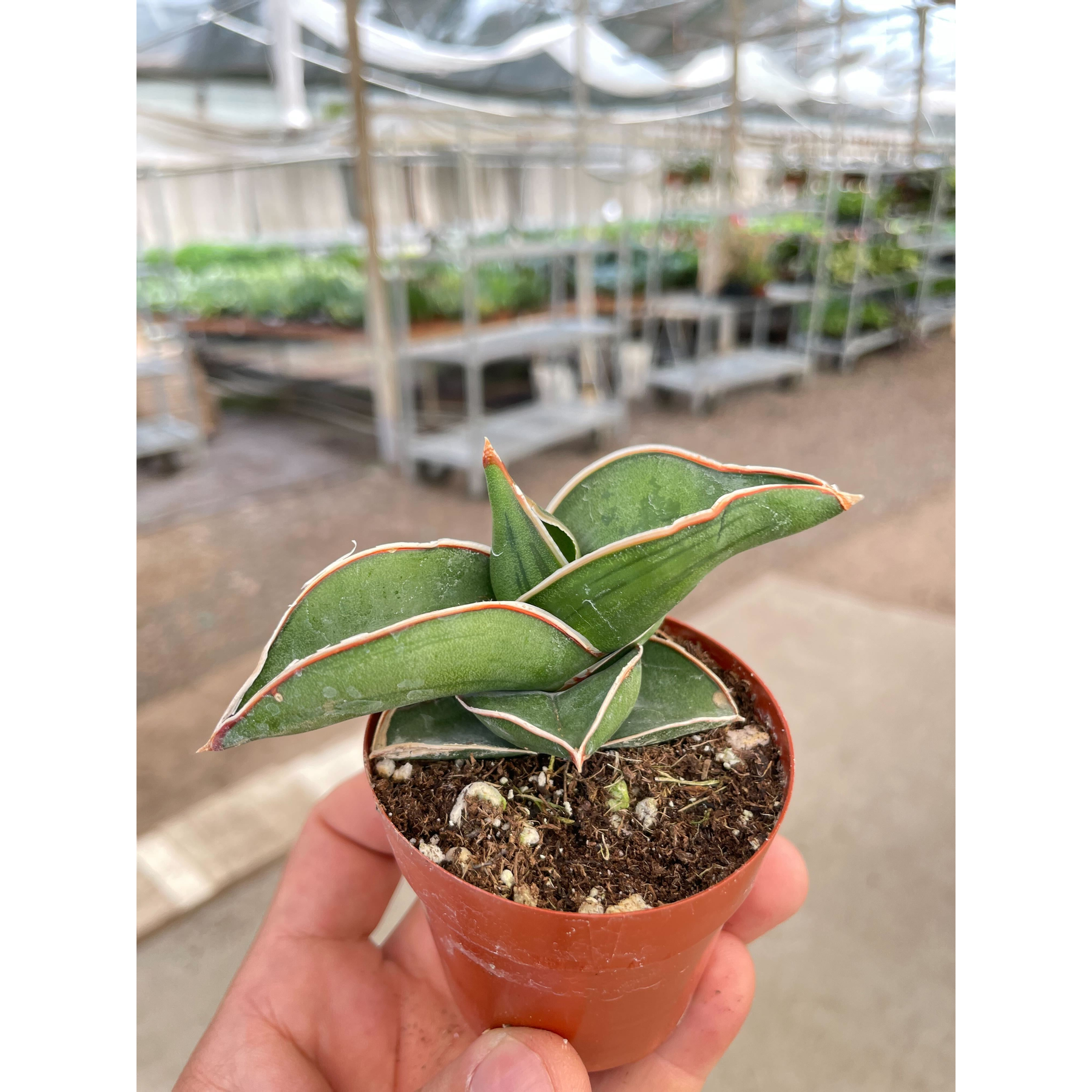 Sansevieria Samurai - 3" Pot-Indoor Plants-The Succulent Source