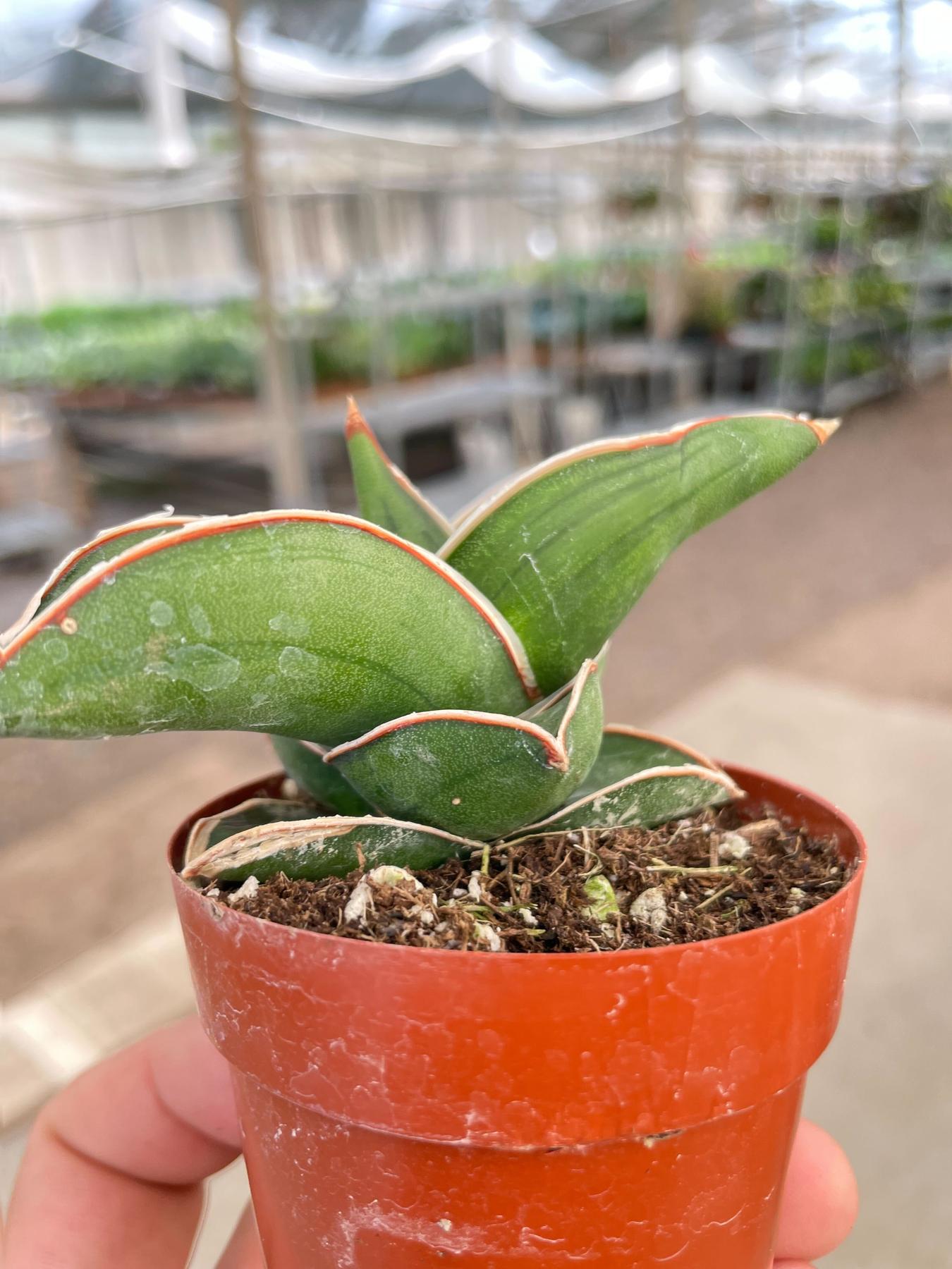 sansevieria red Sansevieria Samurai