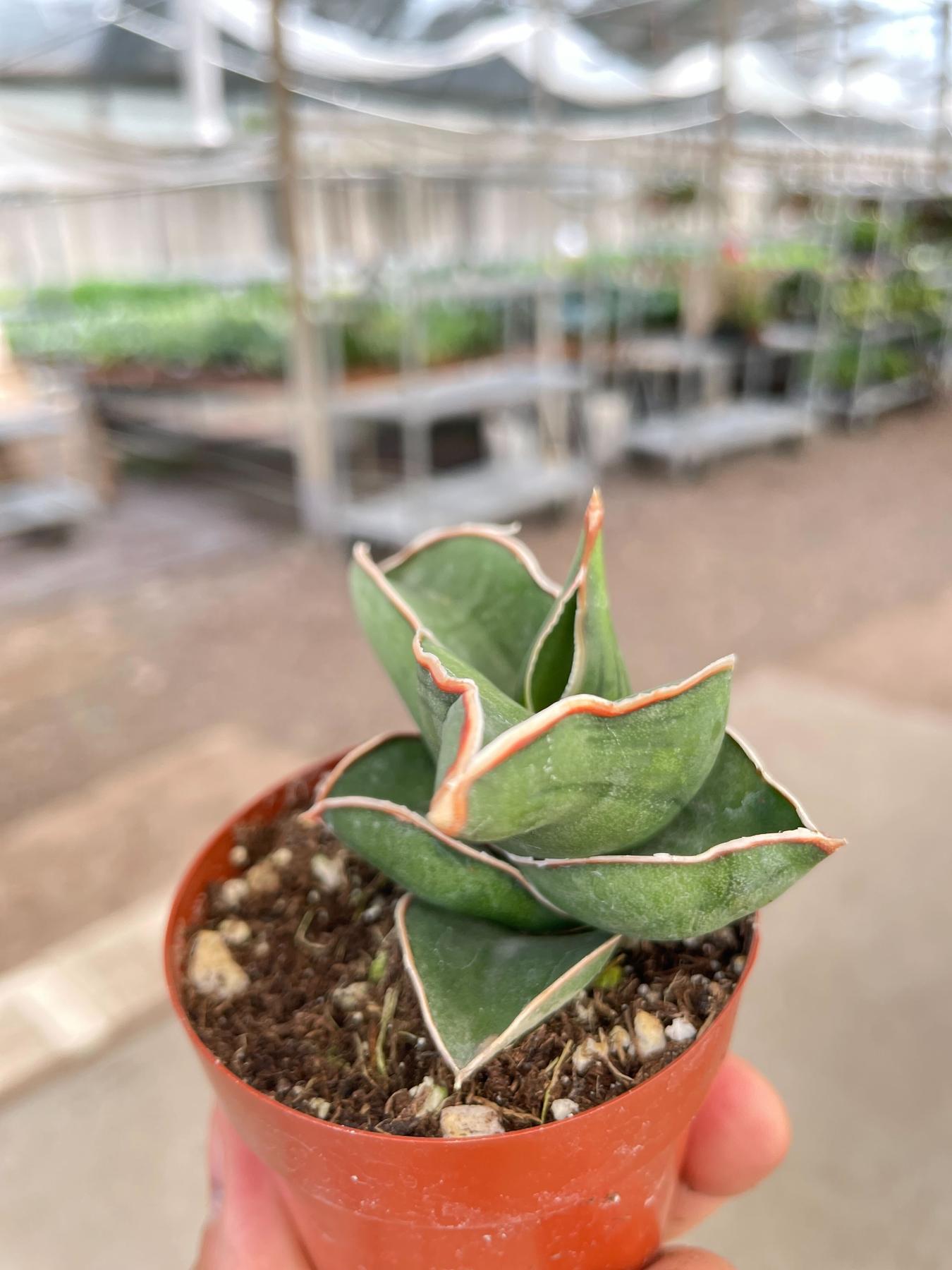 Sansevieria Samurai
