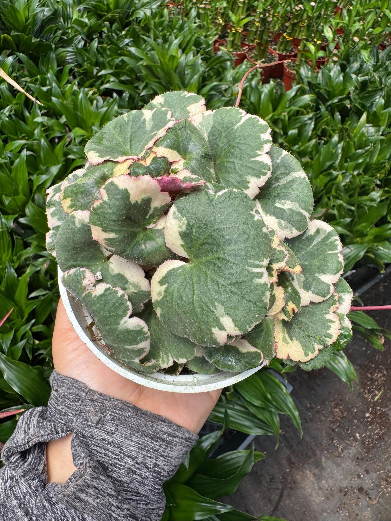 Saxifraga Tricolor-Succulent-The Succulent Source