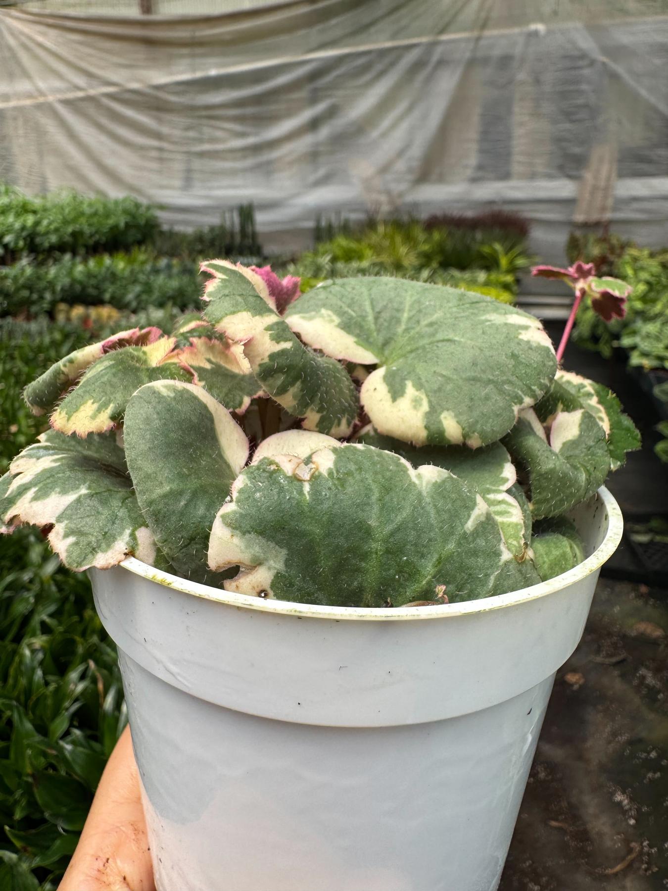 Saxifraga Tricolor-Succulent-The Succulent Source