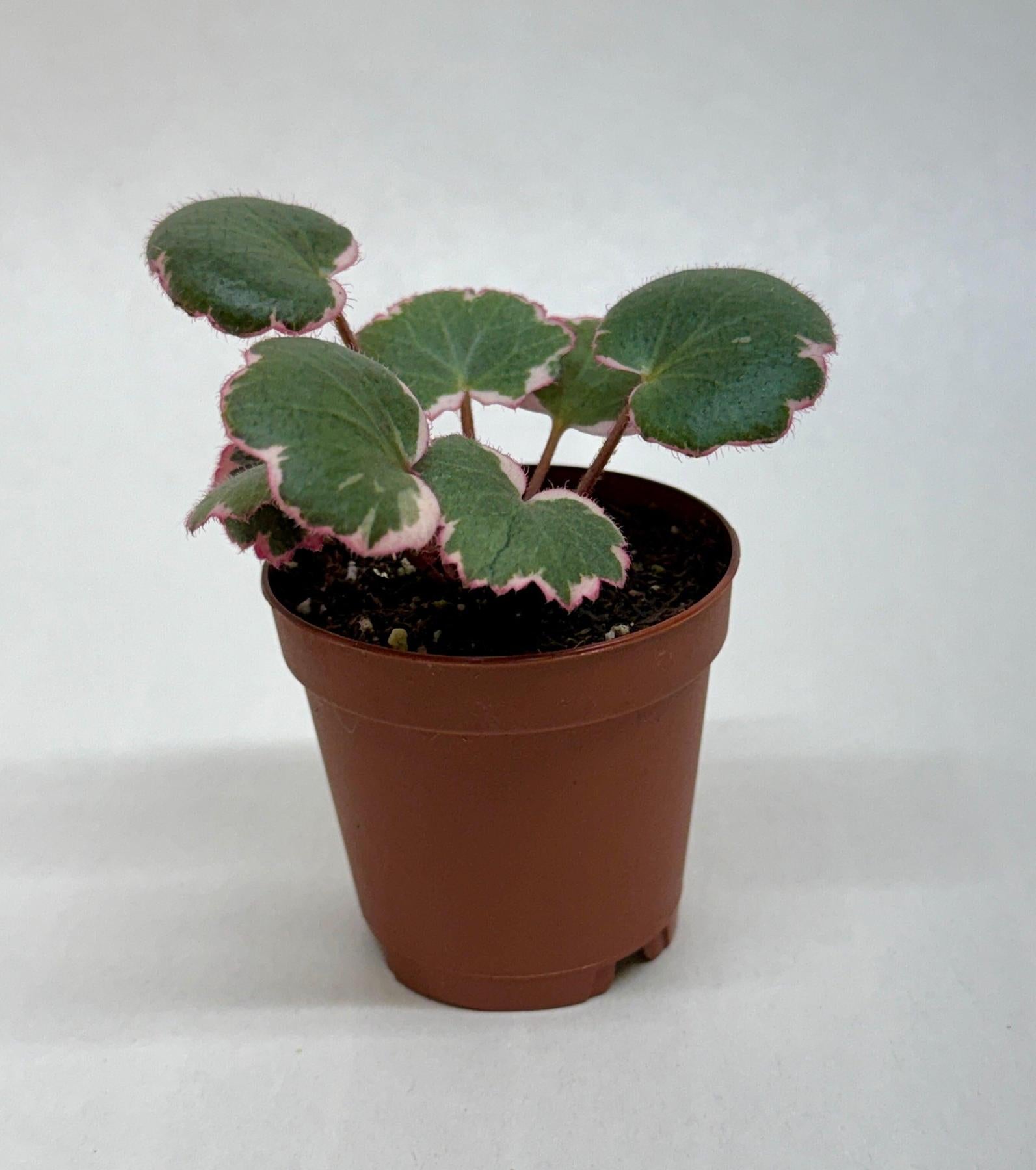 Saxifraga Tricolor-Succulent-The Succulent Source