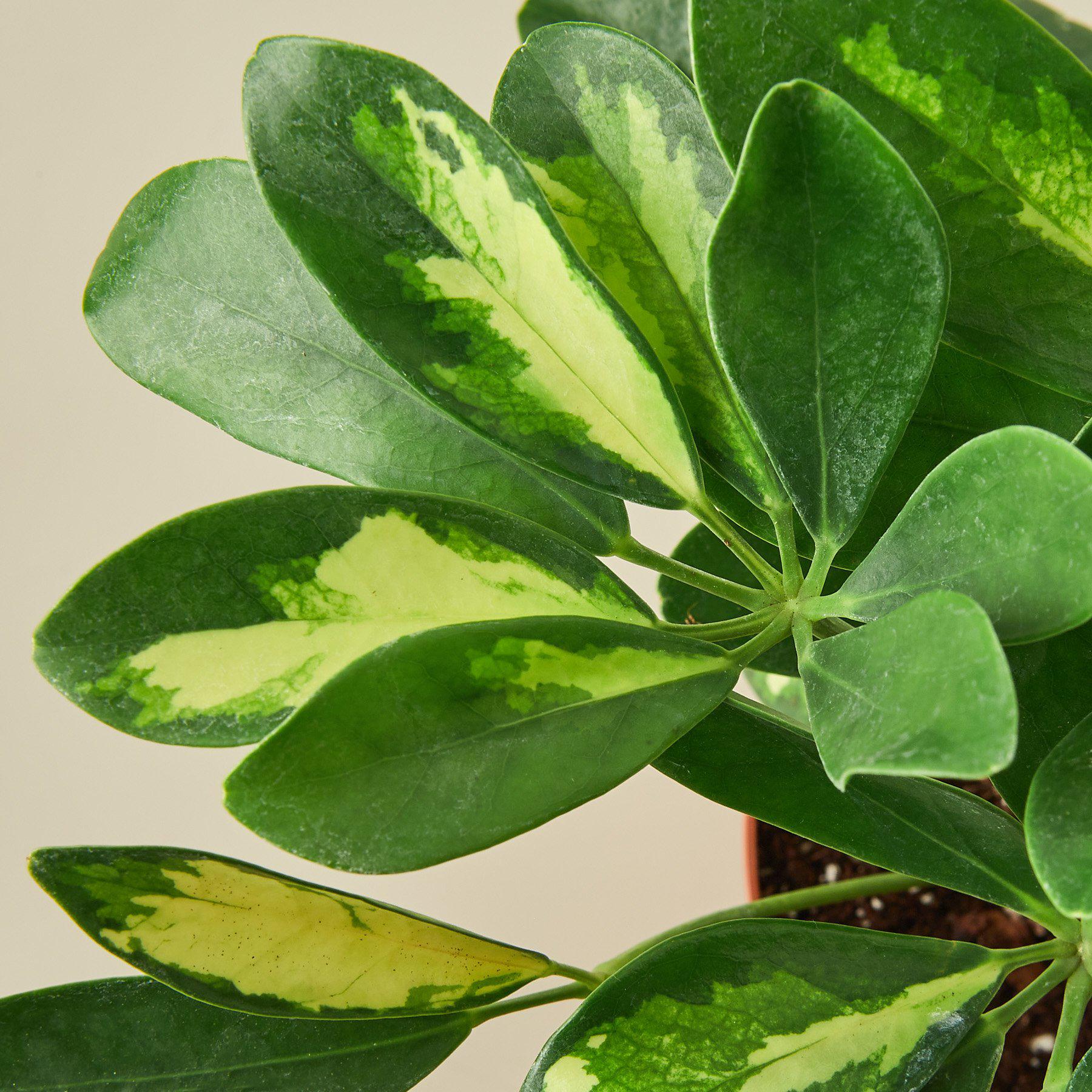 Schefflera 'Variegated'-Indoor Plants-The Succulent Source
