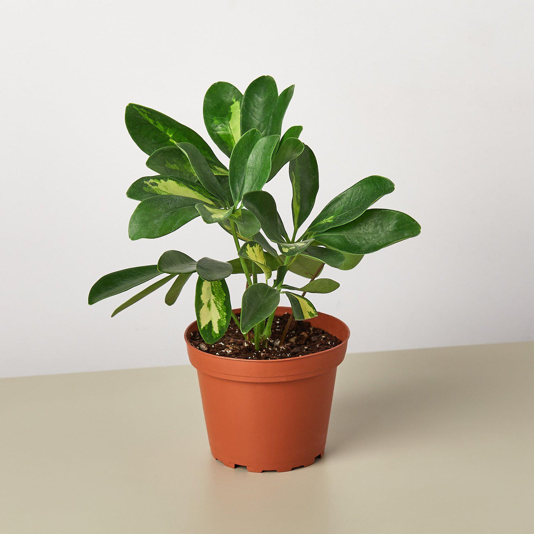 Schefflera 'Variegated'-Indoor Plants-The Succulent Source