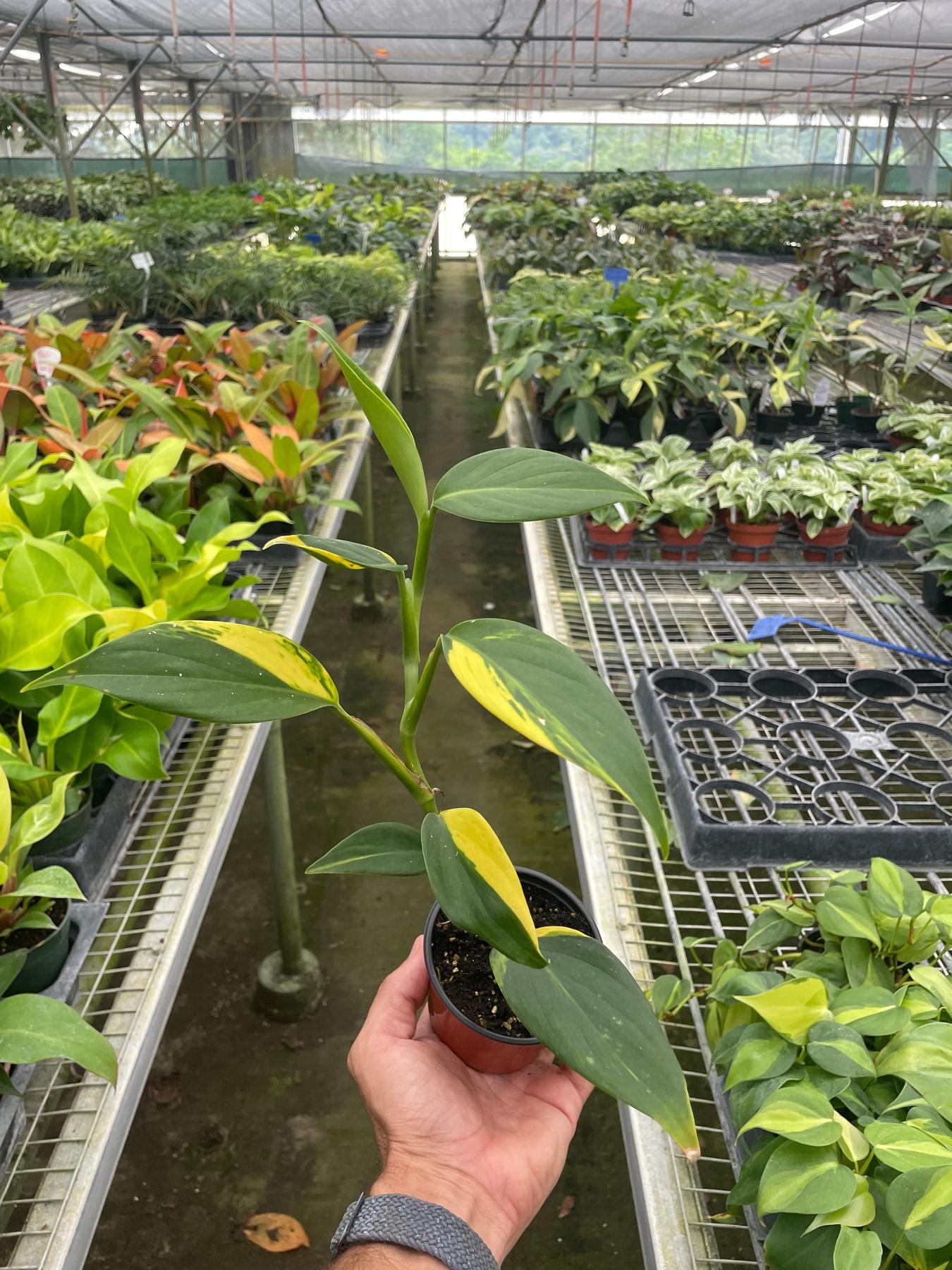 Scindapsus 'Coriaceus'-Indoor Plants-The Succulent Source