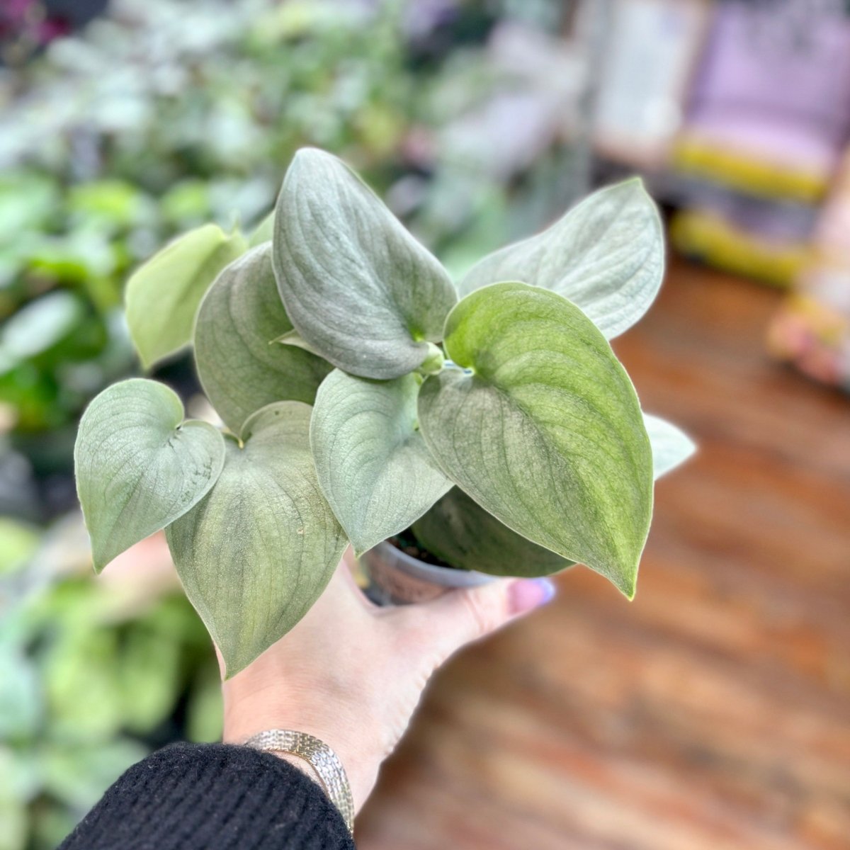 Scindapsus Pictus 'Sooo Silver'-Potted Houseplants-The Succulent Source