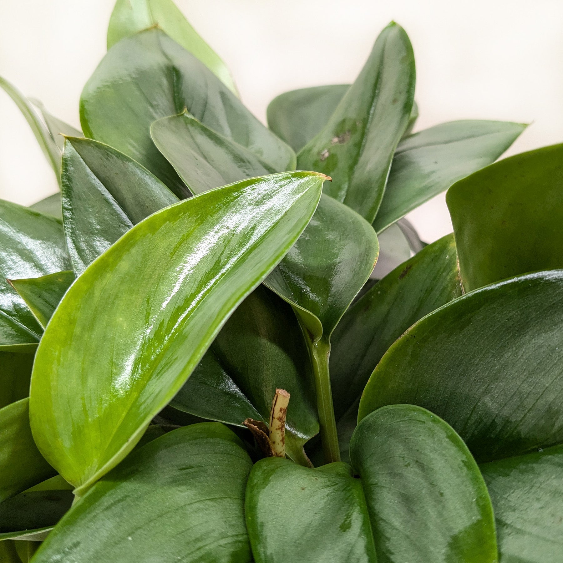 Scindapsus Platinum Java-Indoor Plants-The Succulent Source