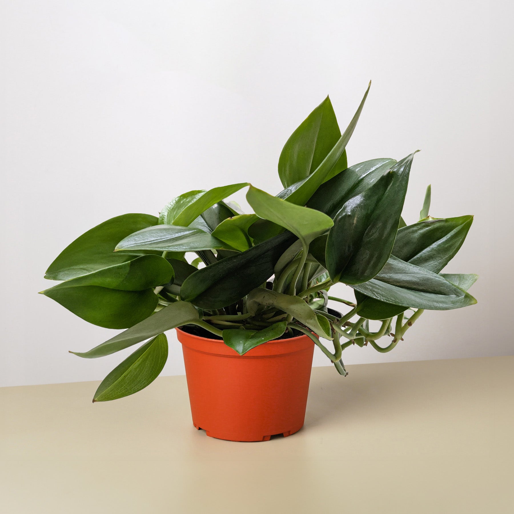 Scindapsus Platinum Java-Indoor Plants-The Succulent Source