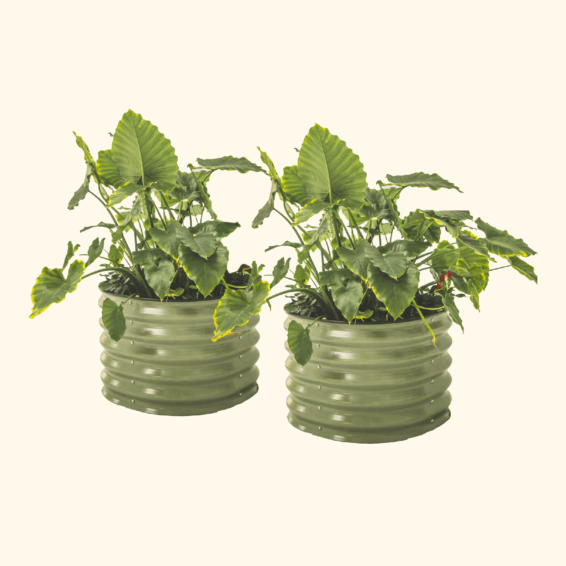 Self-Watering Planter - Twin Pack-Garden beds-The Succulent Source