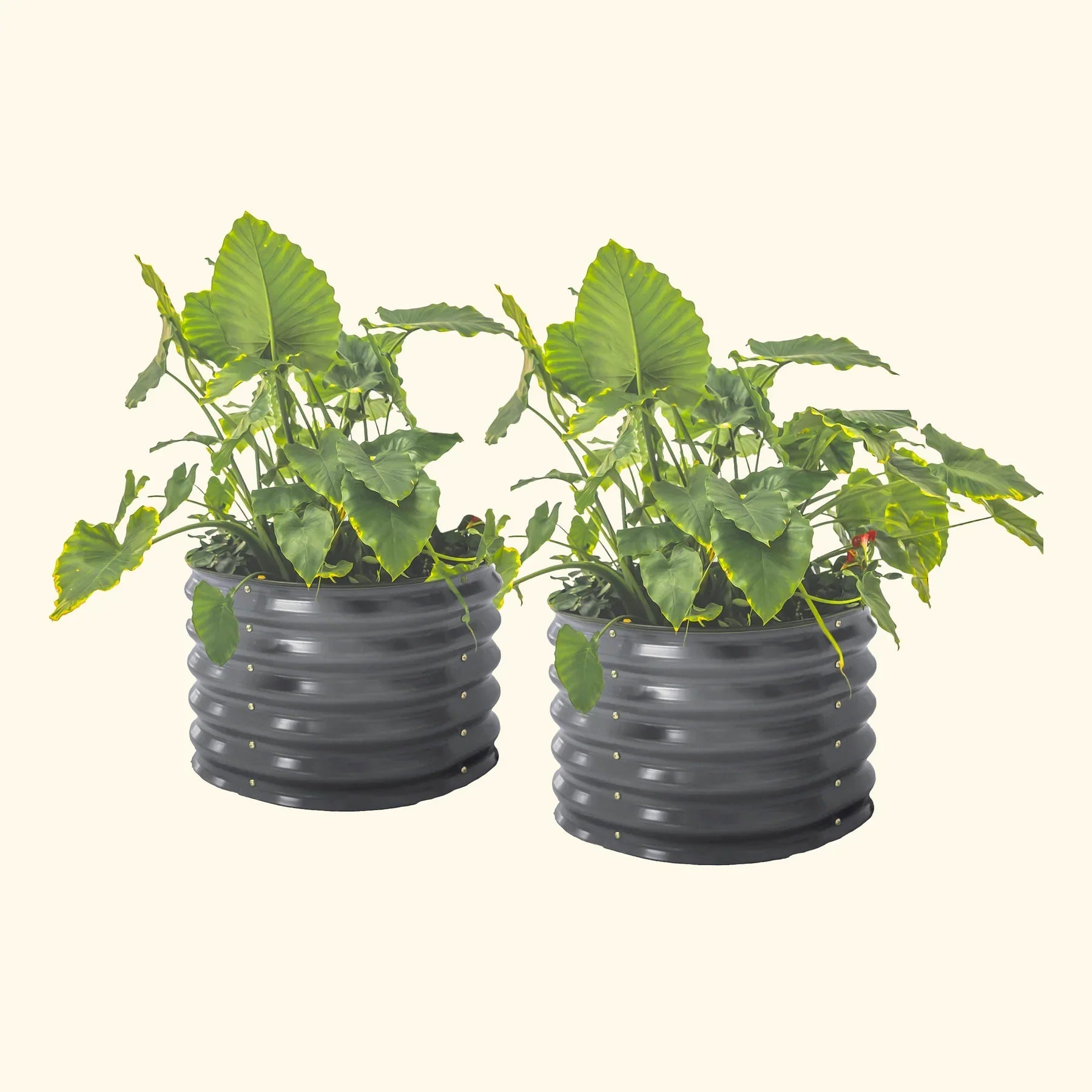 Self-Watering Planter - Twin Pack-Garden beds-The Succulent Source