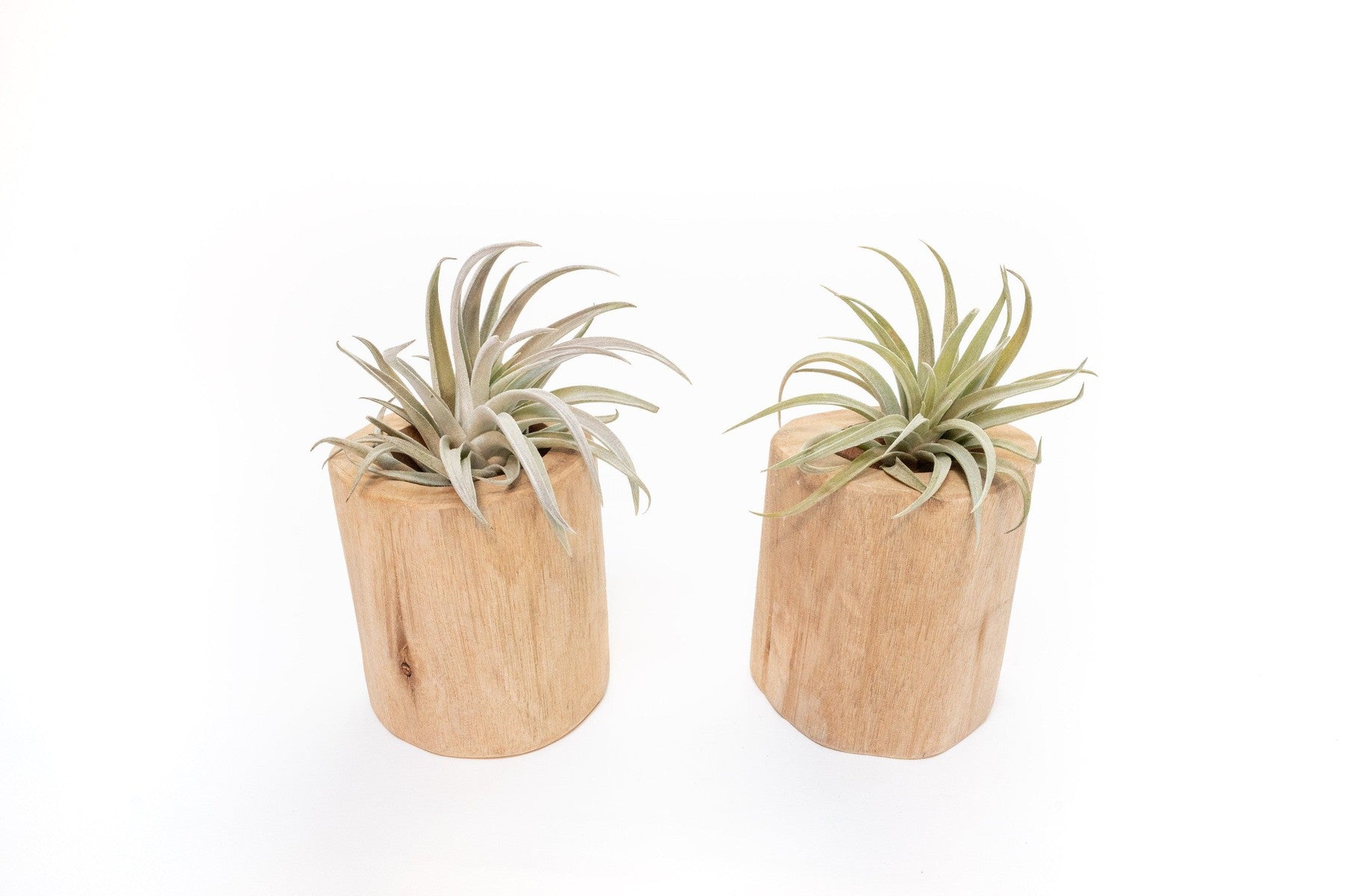 Set of 2 Large Driftwood Containers with Custom Tillandsia Air Plants-The Succulent Source