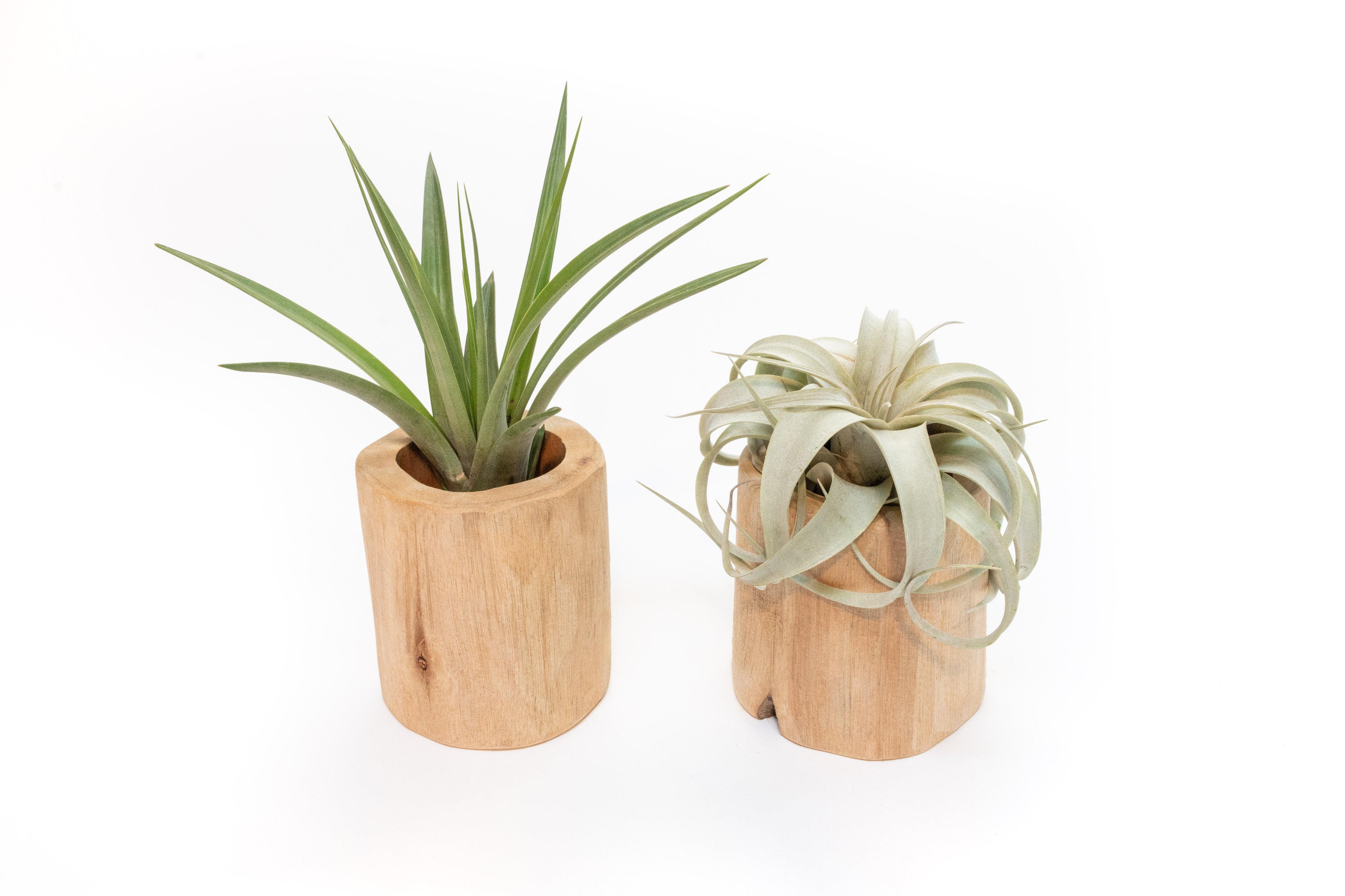 Set of 2 Large Driftwood Containers with Custom Tillandsia Air Plants-The Succulent Source