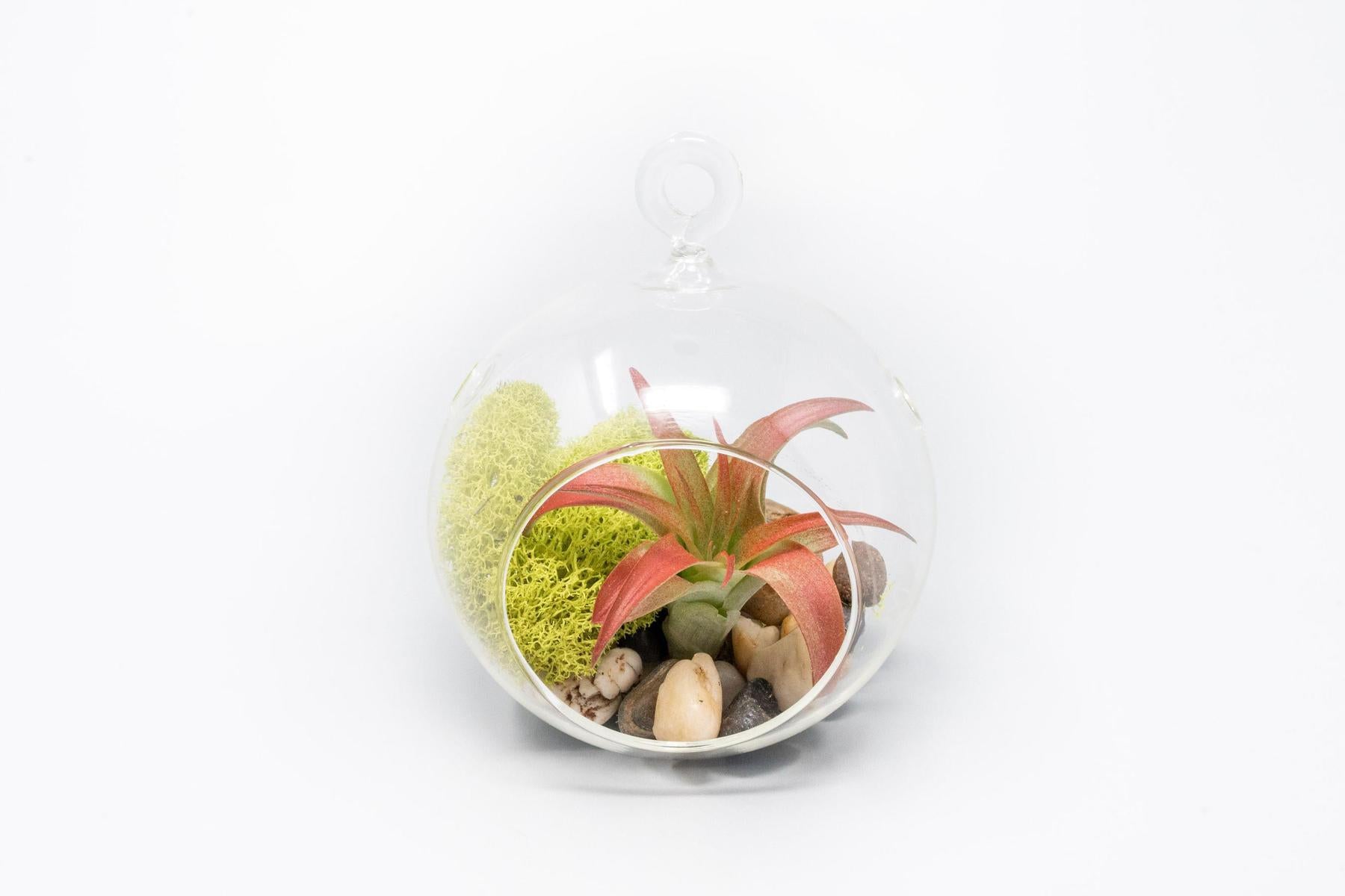 Set of 2 Stunning Hanging Glass Terrariums with Flat Bottoms-terrarium-The Succulent Source