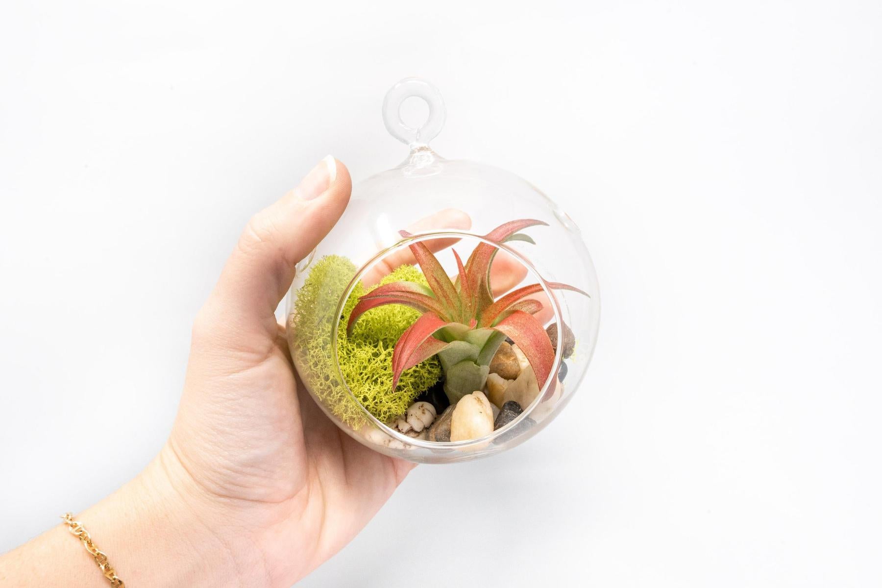 Set of 2 Stunning Hanging Glass Terrariums with Flat Bottoms-terrarium-The Succulent Source