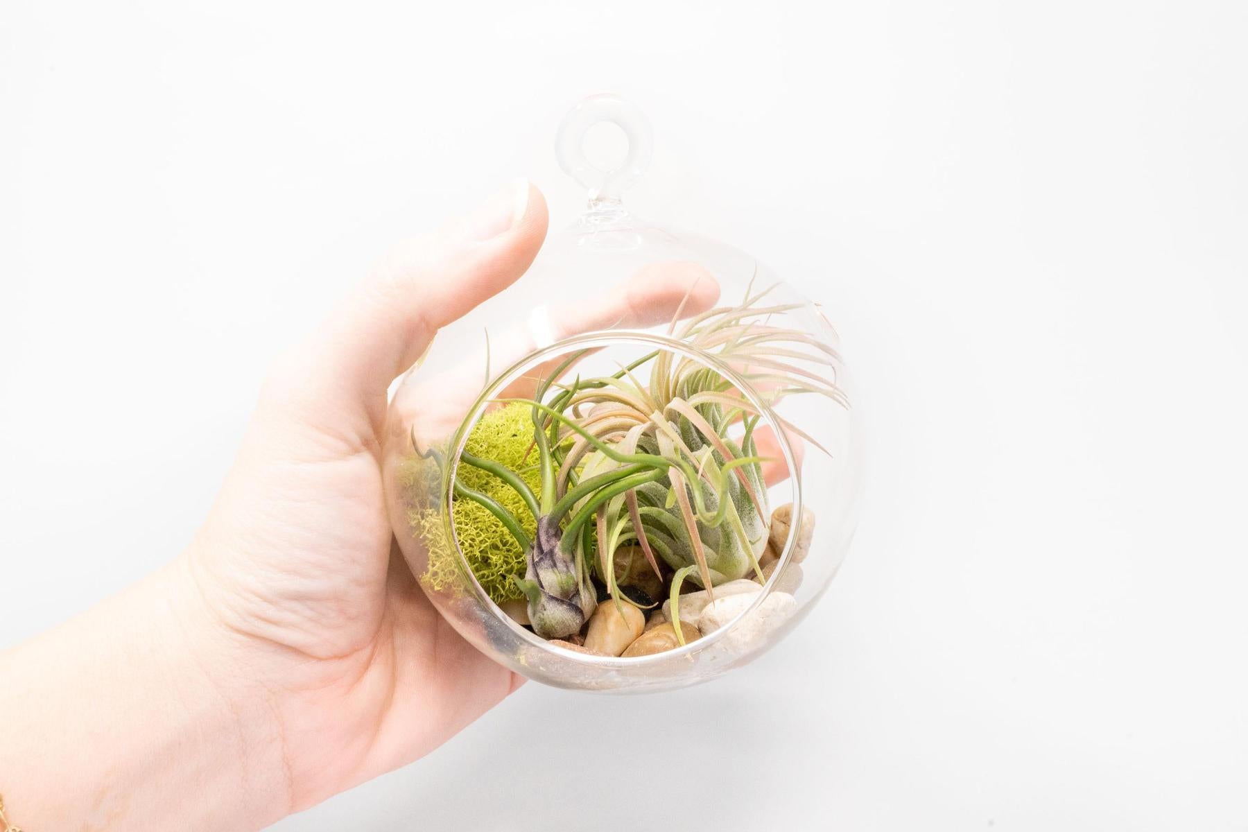 Set of 2 Stunning Hanging Glass Terrariums with Flat Bottoms-terrarium-The Succulent Source